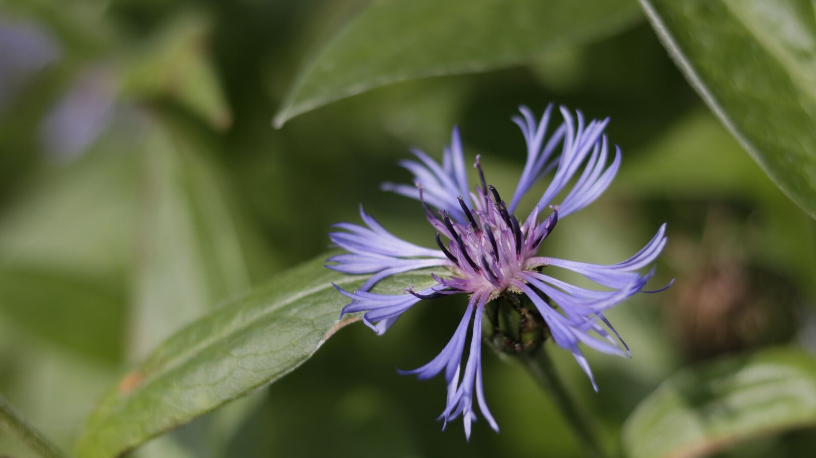 Canon EOS 750D (EOS Rebel T6i / EOS Kiss X8i) sample photo. Flower, garden, nature photography