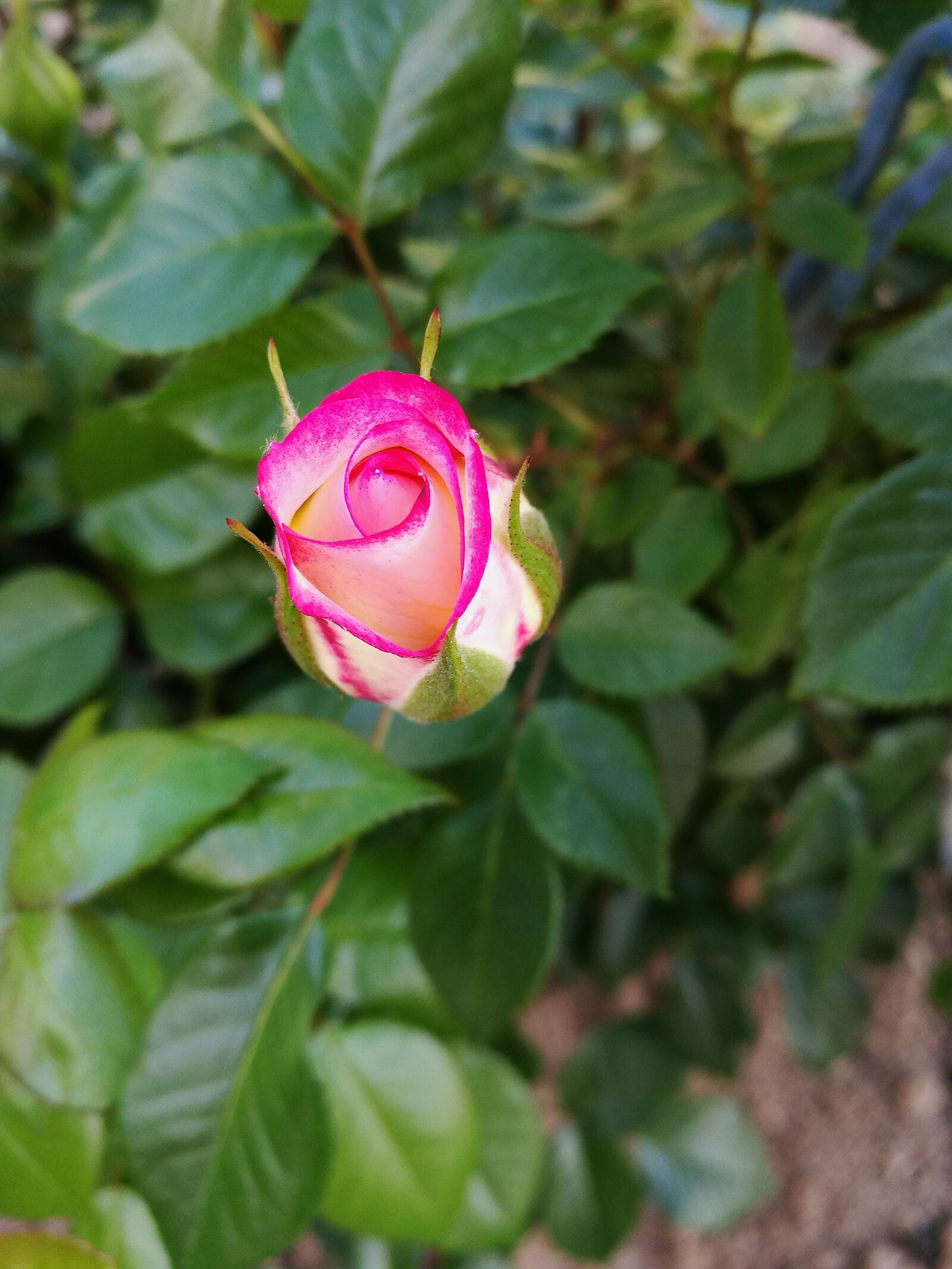 HUAWEI P9 sample photo. Rose, summer, macro photography