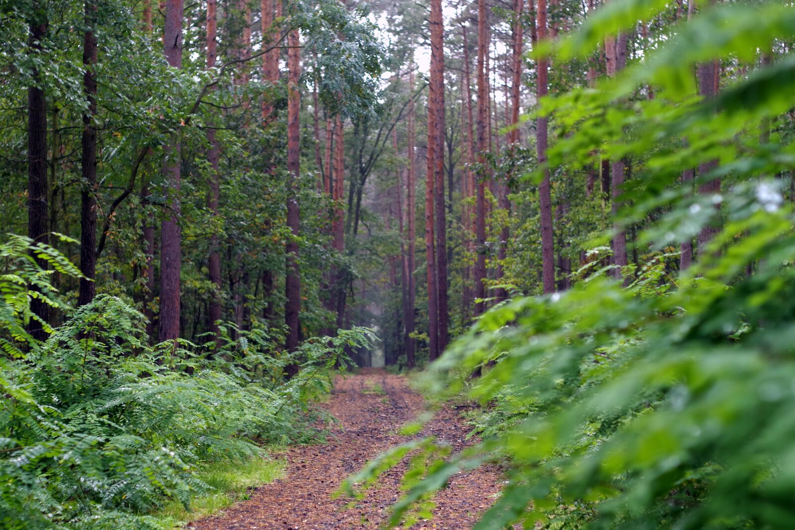 Pentax K-S2 sample photo. Forest, green, autumn photography