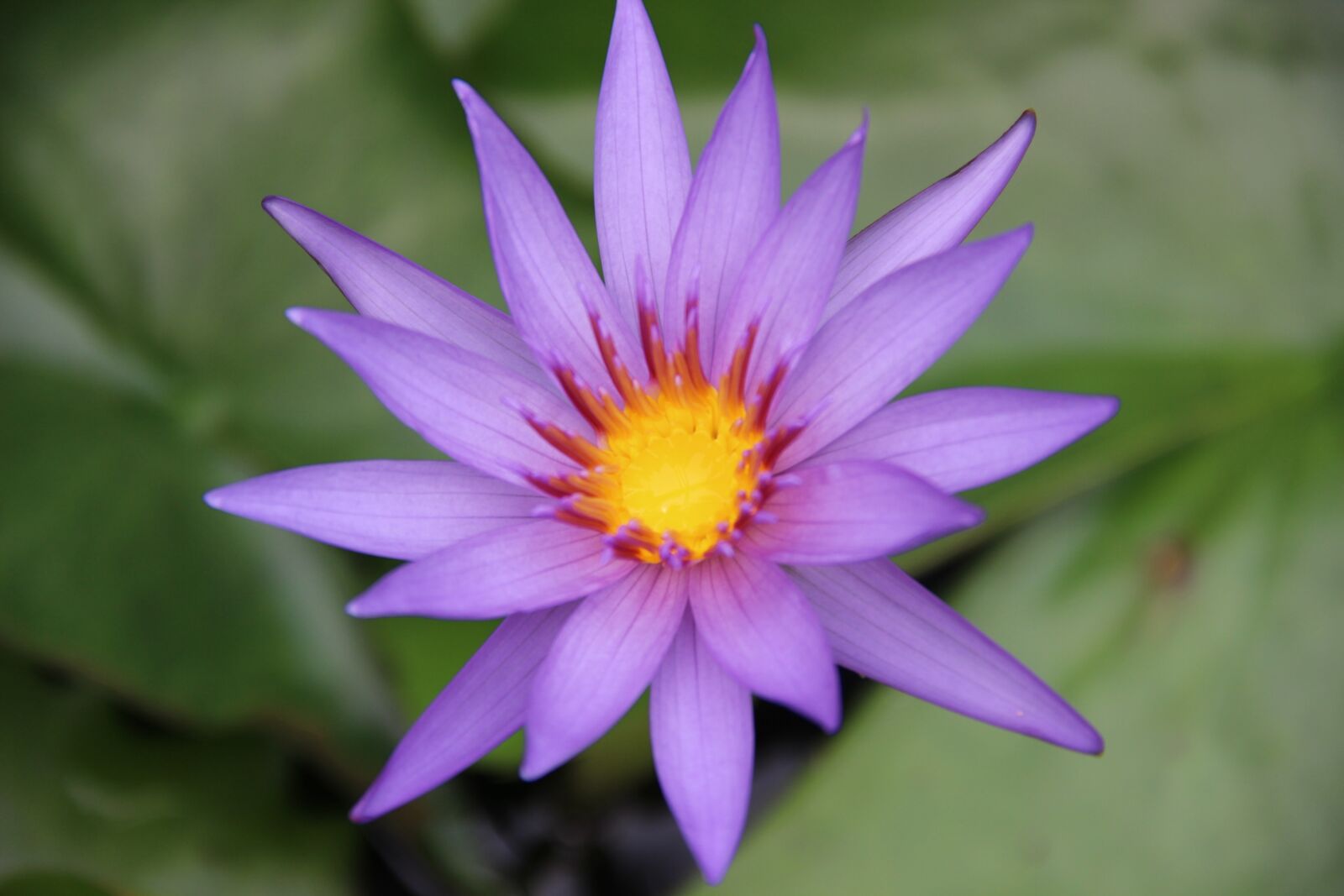 Canon EF-S 18-135mm F3.5-5.6 IS sample photo. Zen, lotus, flower photography