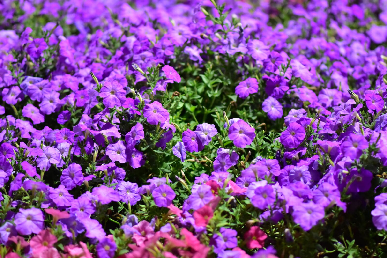 Nikon D5500 sample photo. Floral, purple flowers, dubai photography