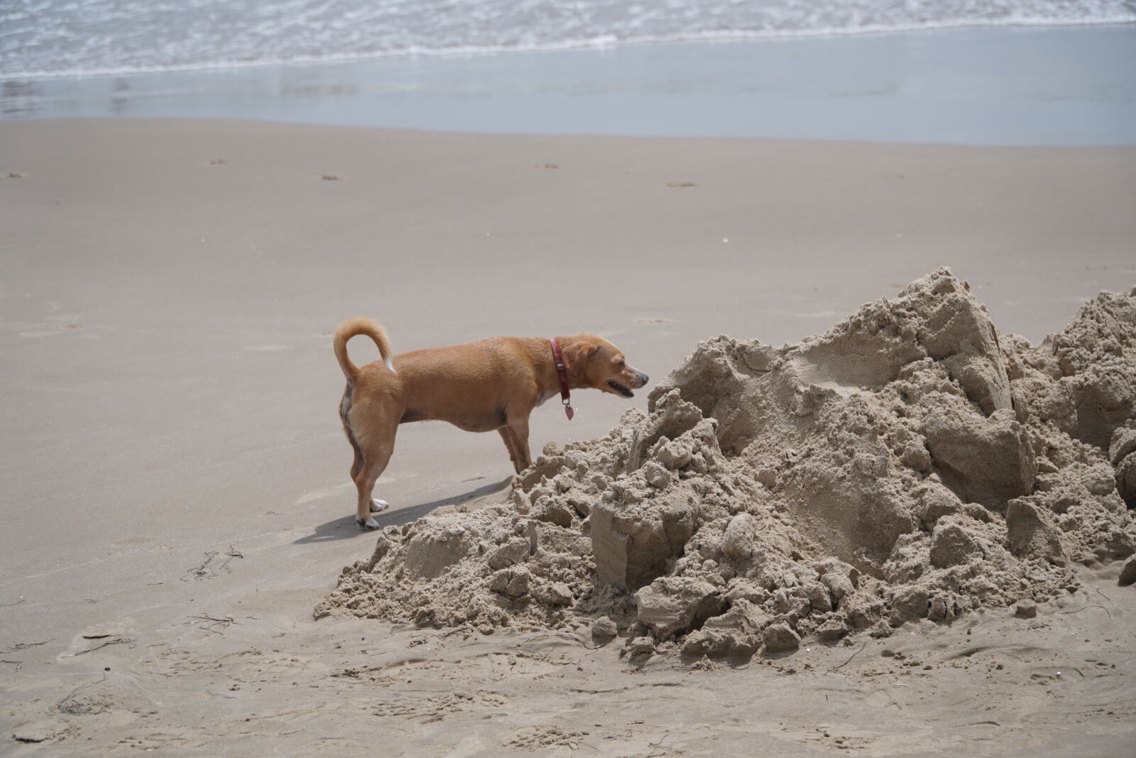 Sony E PZ 18-105mm F4 G OSS sample photo. Beach, dog, sandcastle photography