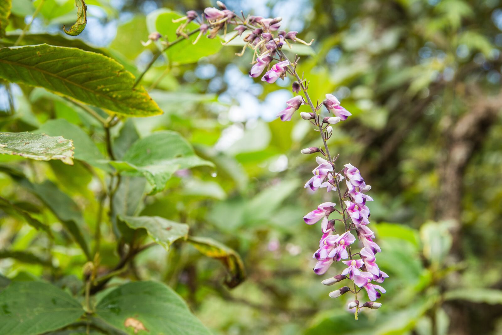 Nikon D7100 sample photo. Flowers, purple flowers, nature photography