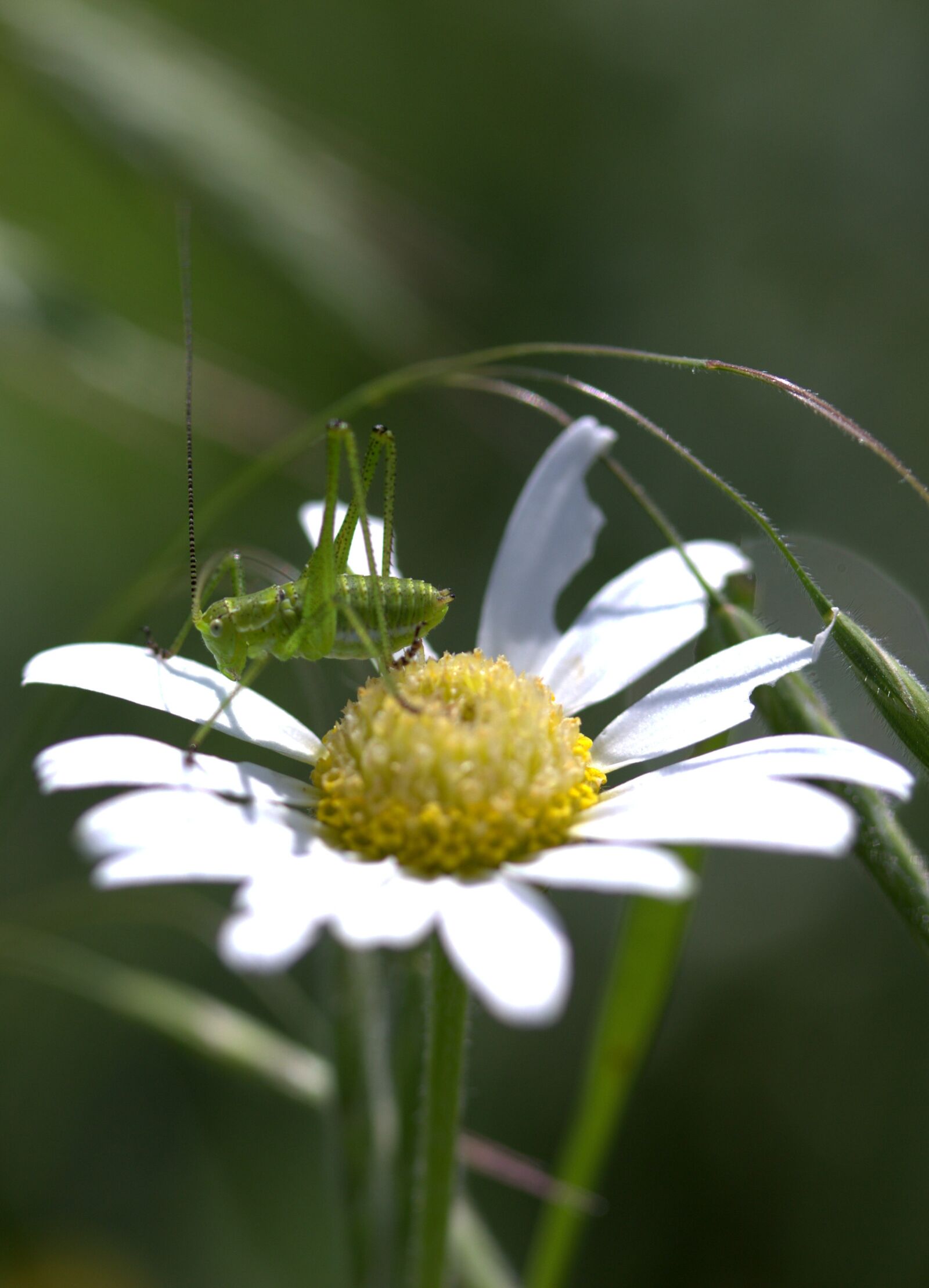 Canon EF-S 60mm F2.8 Macro USM sample photo. Grasshopper, green, flower photography