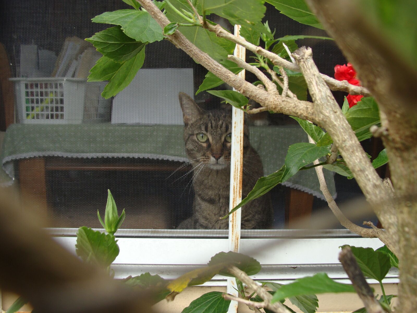 Sony Cyber-shot DSC-H10 sample photo