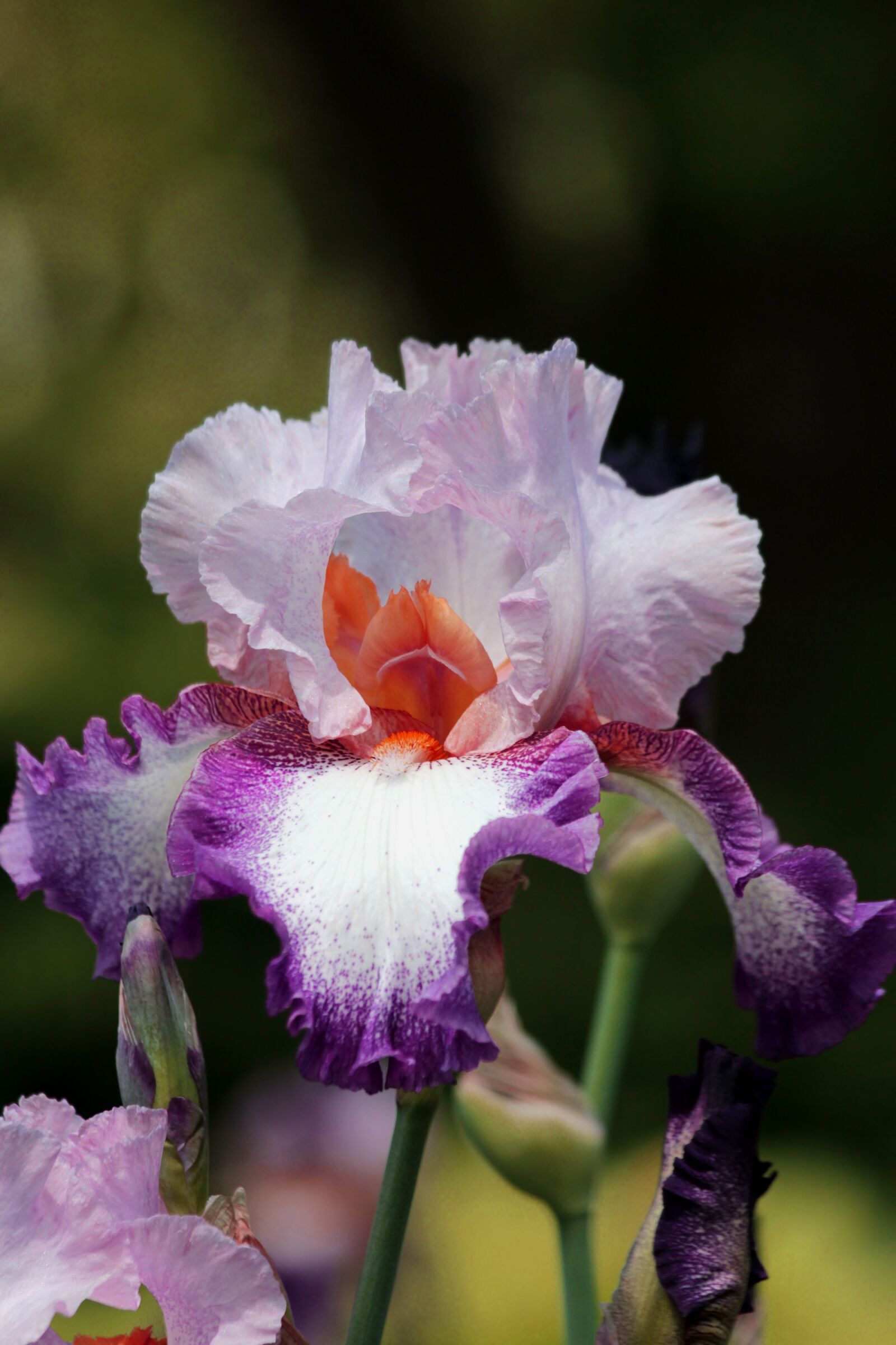 Canon EOS 650D (EOS Rebel T4i / EOS Kiss X6i) sample photo. Iris, flower, spring flower photography