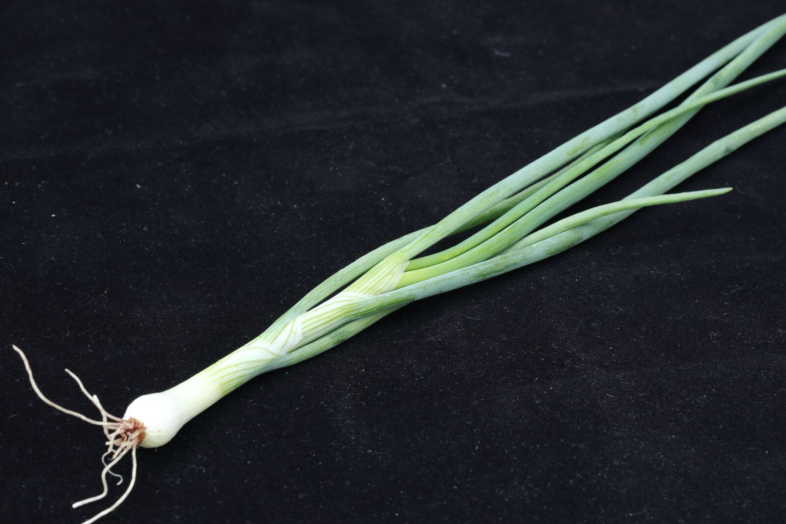 Canon EOS 77D (EOS 9000D / EOS 770D) sample photo. Vegetable, green onion, scallion photography