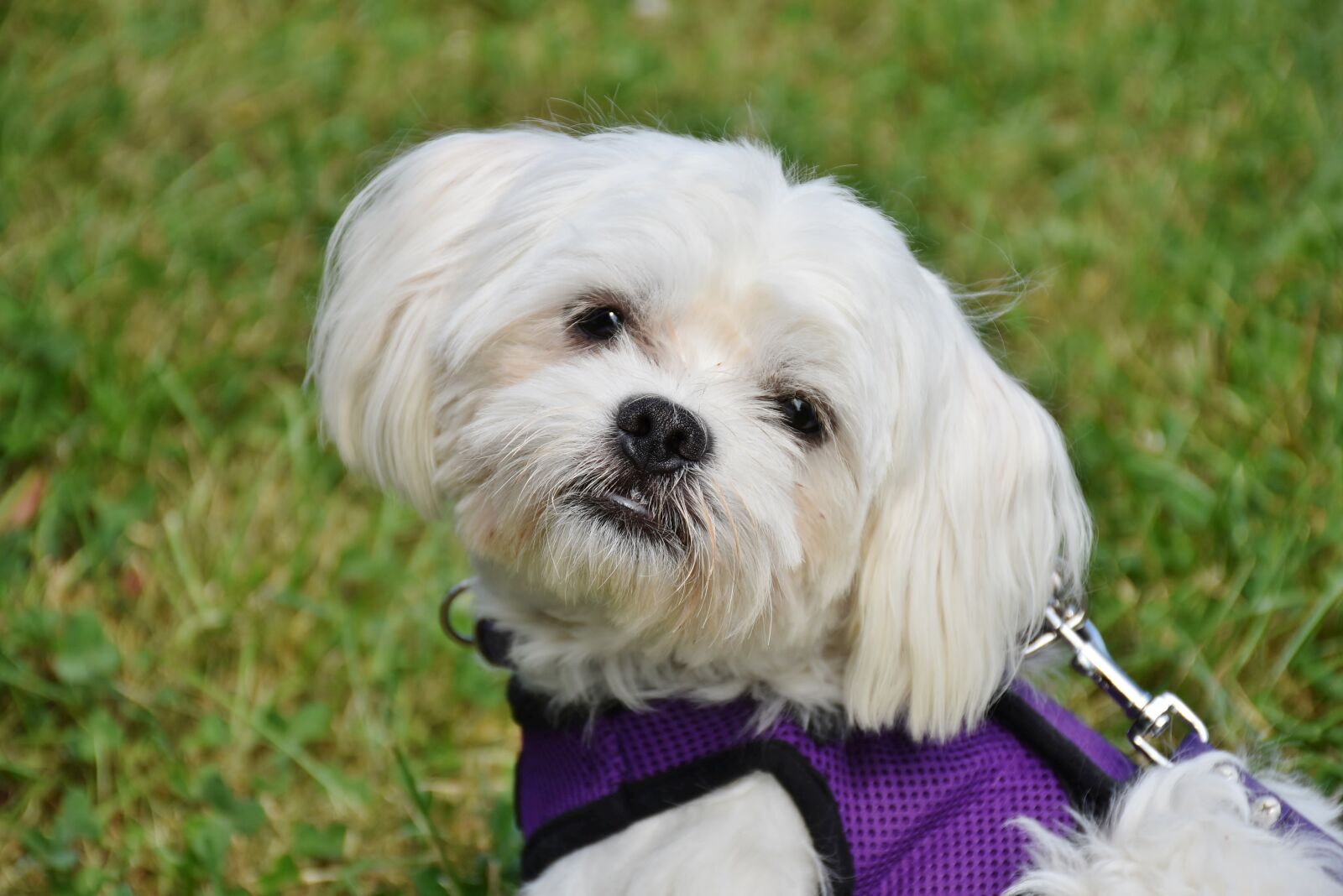 Nikon D7200 sample photo. Dog, maltese, small photography