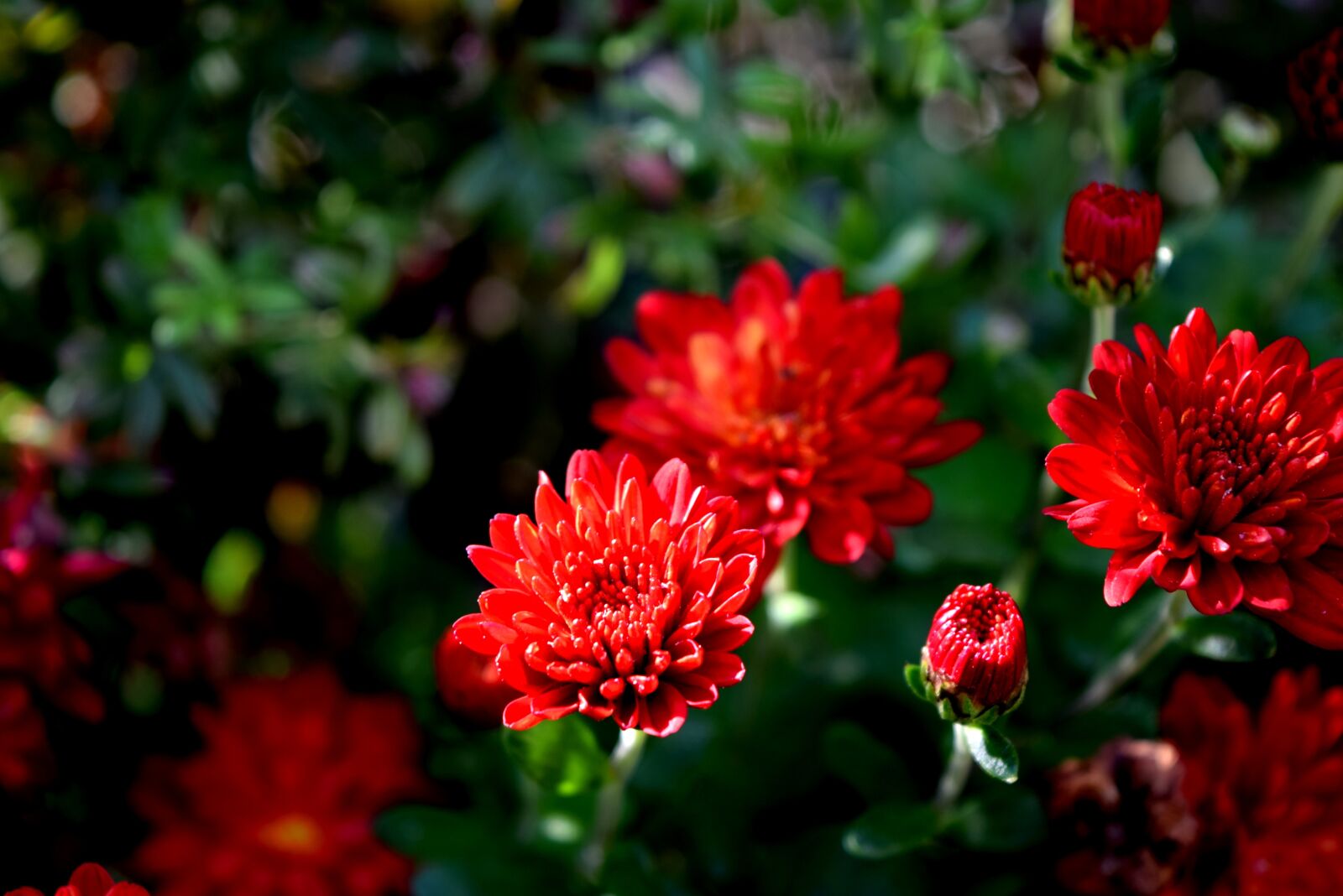 Nikon D3300 sample photo. Plant, flower, mum photography