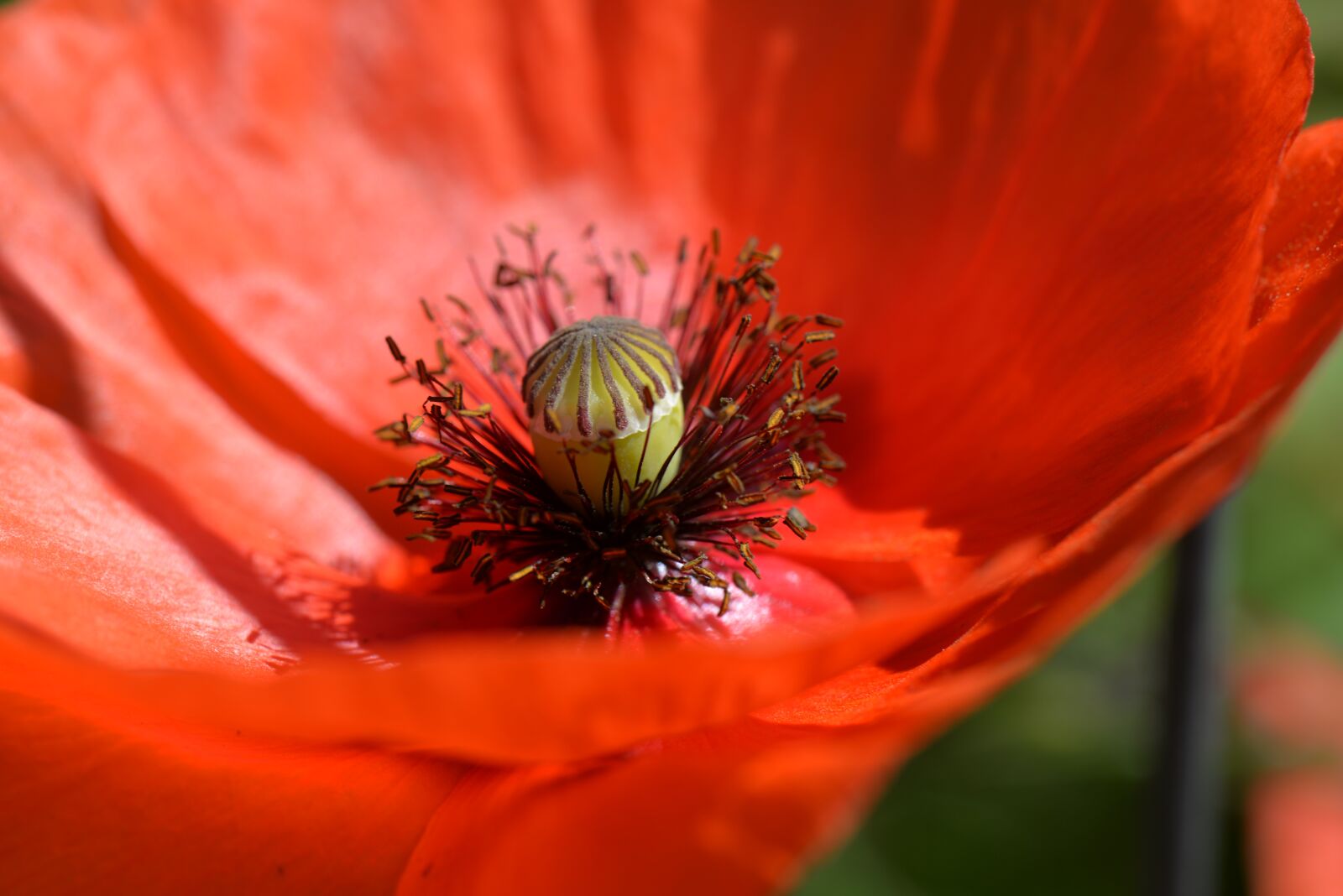 Nikon D610 sample photo. Poppy flower, seeds, capsule photography