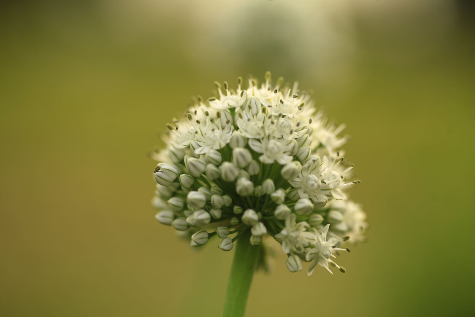 Canon EOS 5D Mark II sample photo. Anthers, onion flowers, flower photography