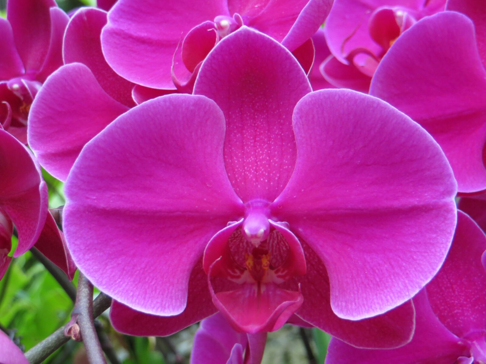 Canon PowerShot SX240 HS sample photo. Orchid, greenhouse, hothouse photography