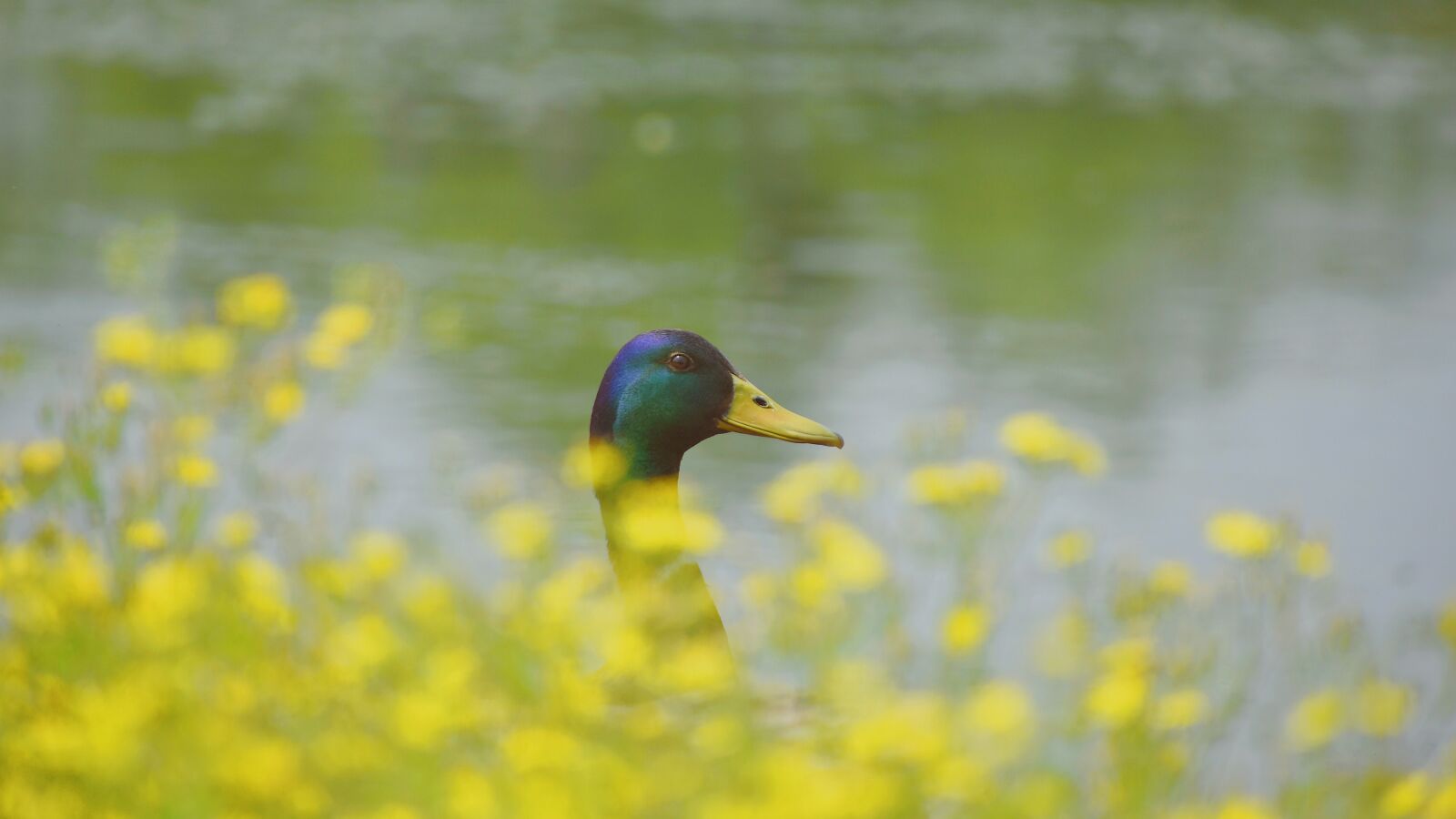 Nikon D7200 sample photo. Duck, water, waterfowl photography