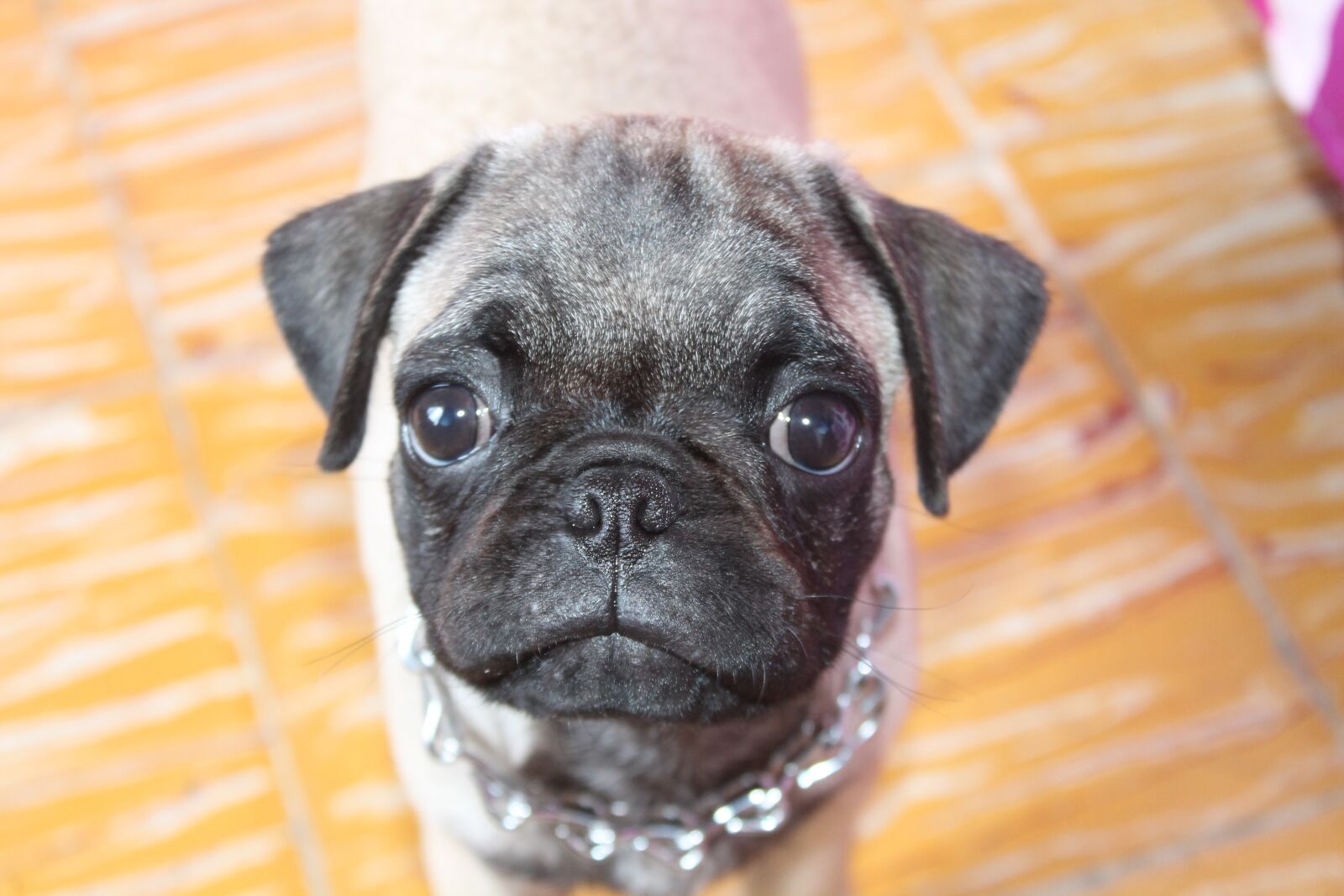 Canon EOS 1100D (EOS Rebel T3 / EOS Kiss X50) sample photo. Pug, dog, pets photography