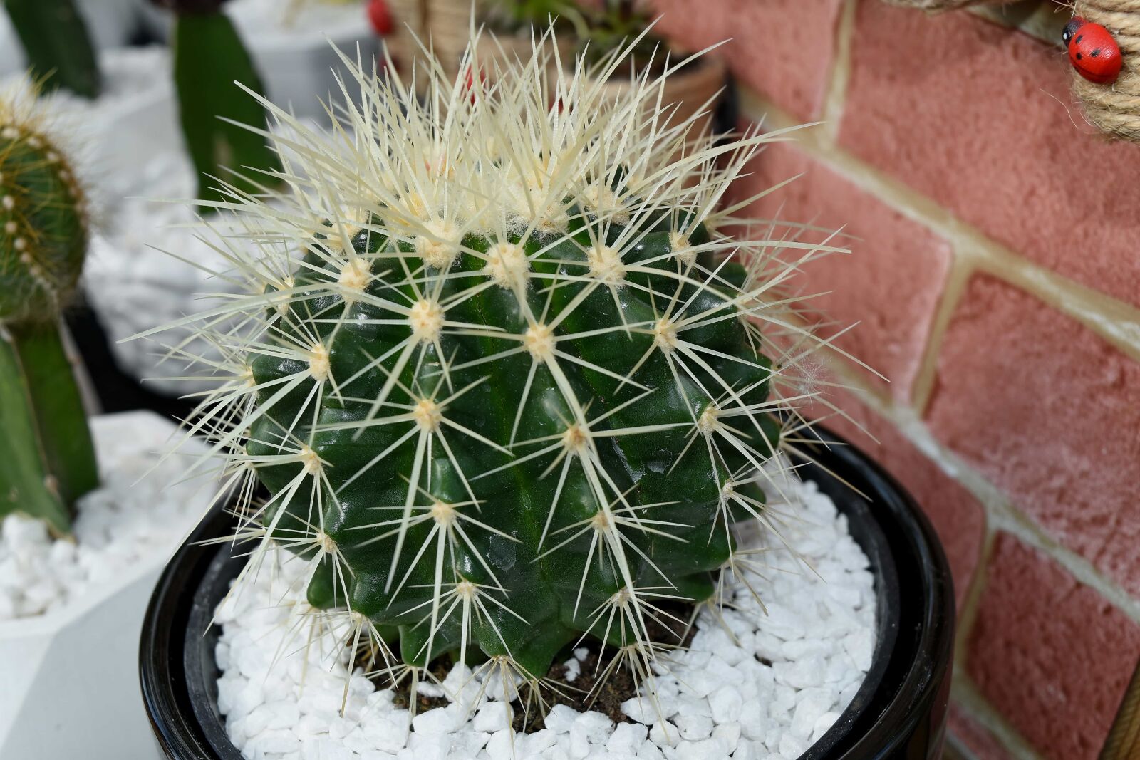 Nikon D5500 sample photo. Decoration, details, flowerpot, cactus photography