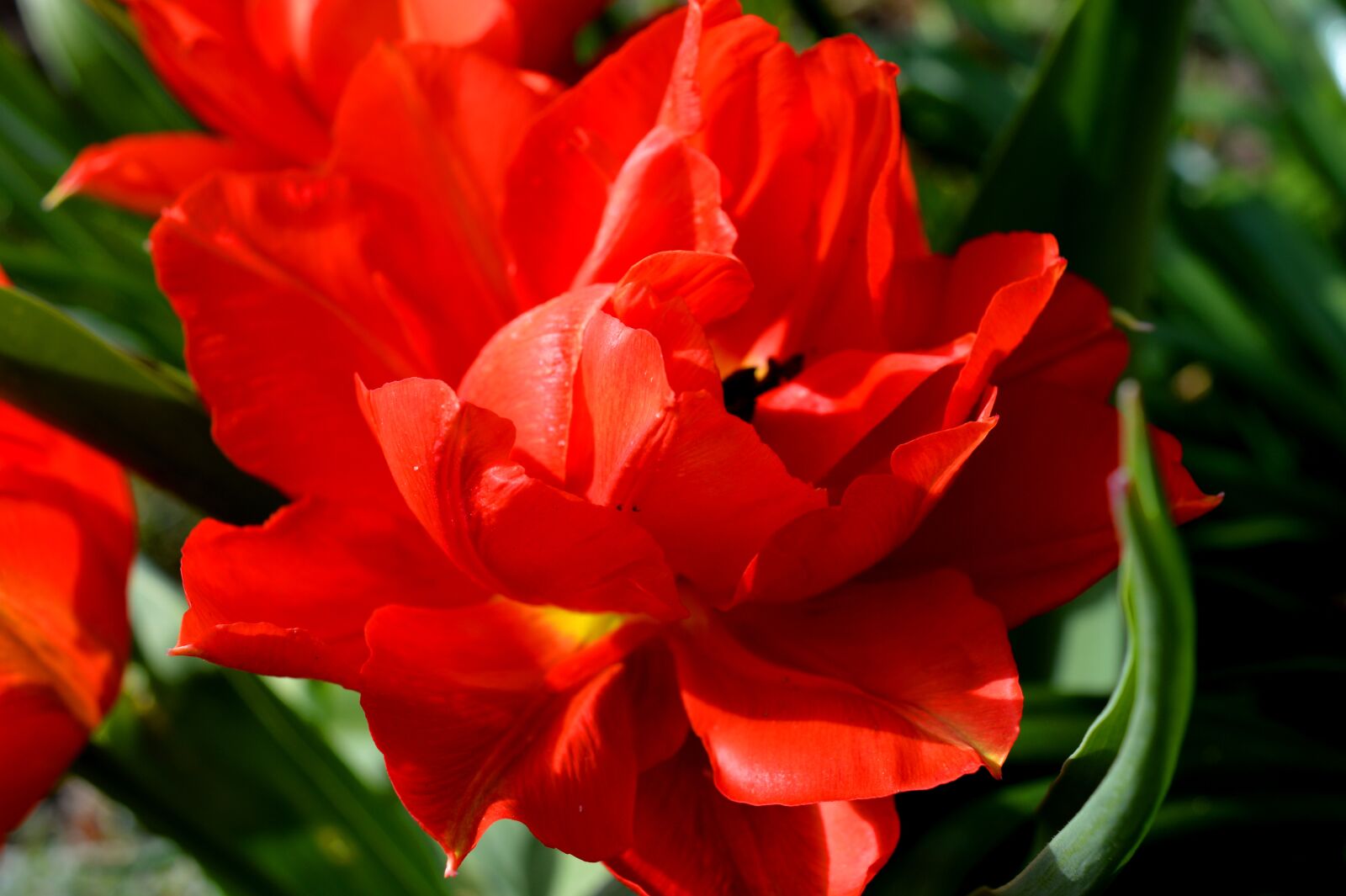 Nikon D3200 sample photo. Tulip, blossom, bloom photography