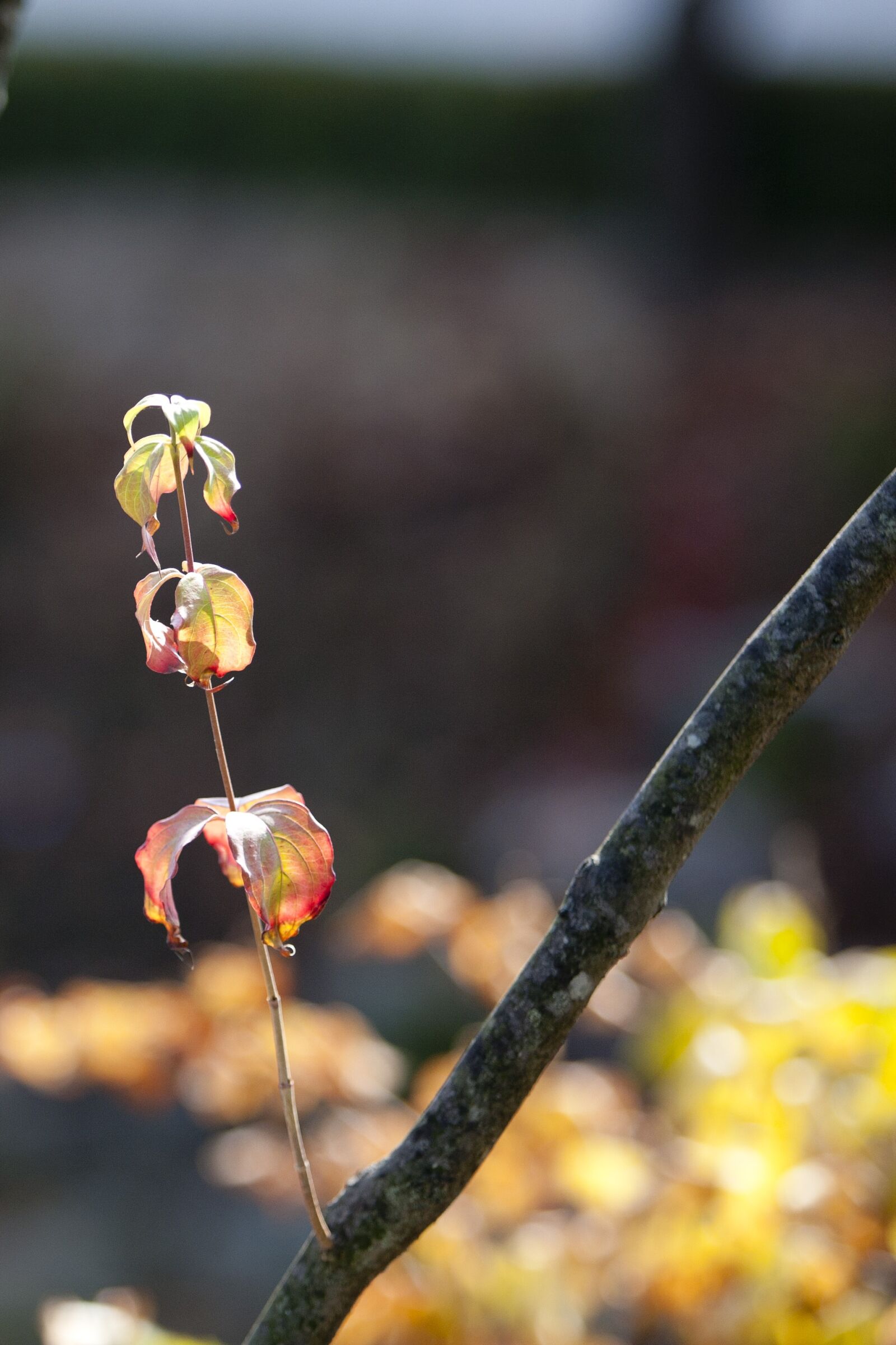 Canon EOS 5D sample photo. Autumn, autumn leaves, maple photography