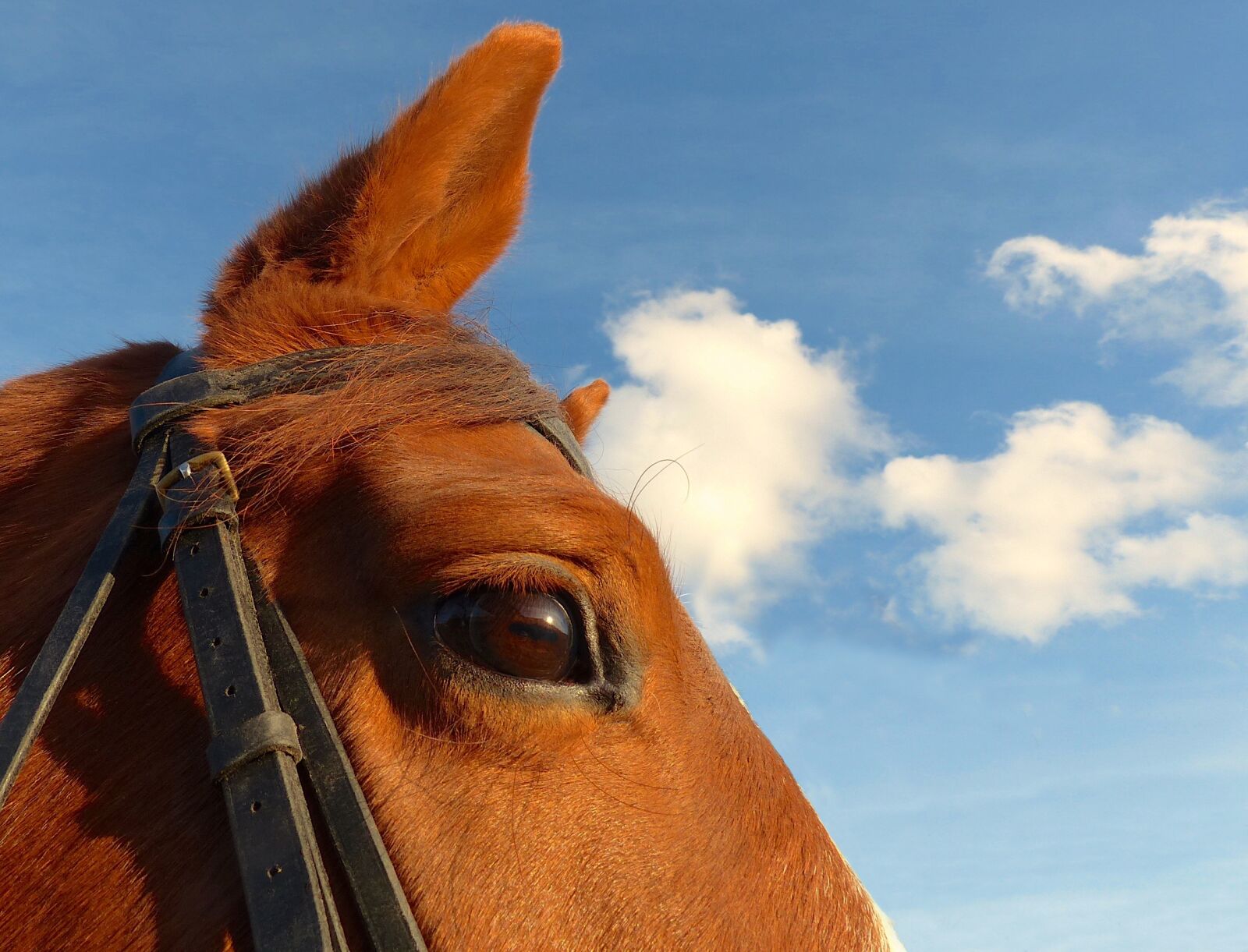 Panasonic Lumix DMC-FZ200 sample photo. Horse, portrait, œil photography