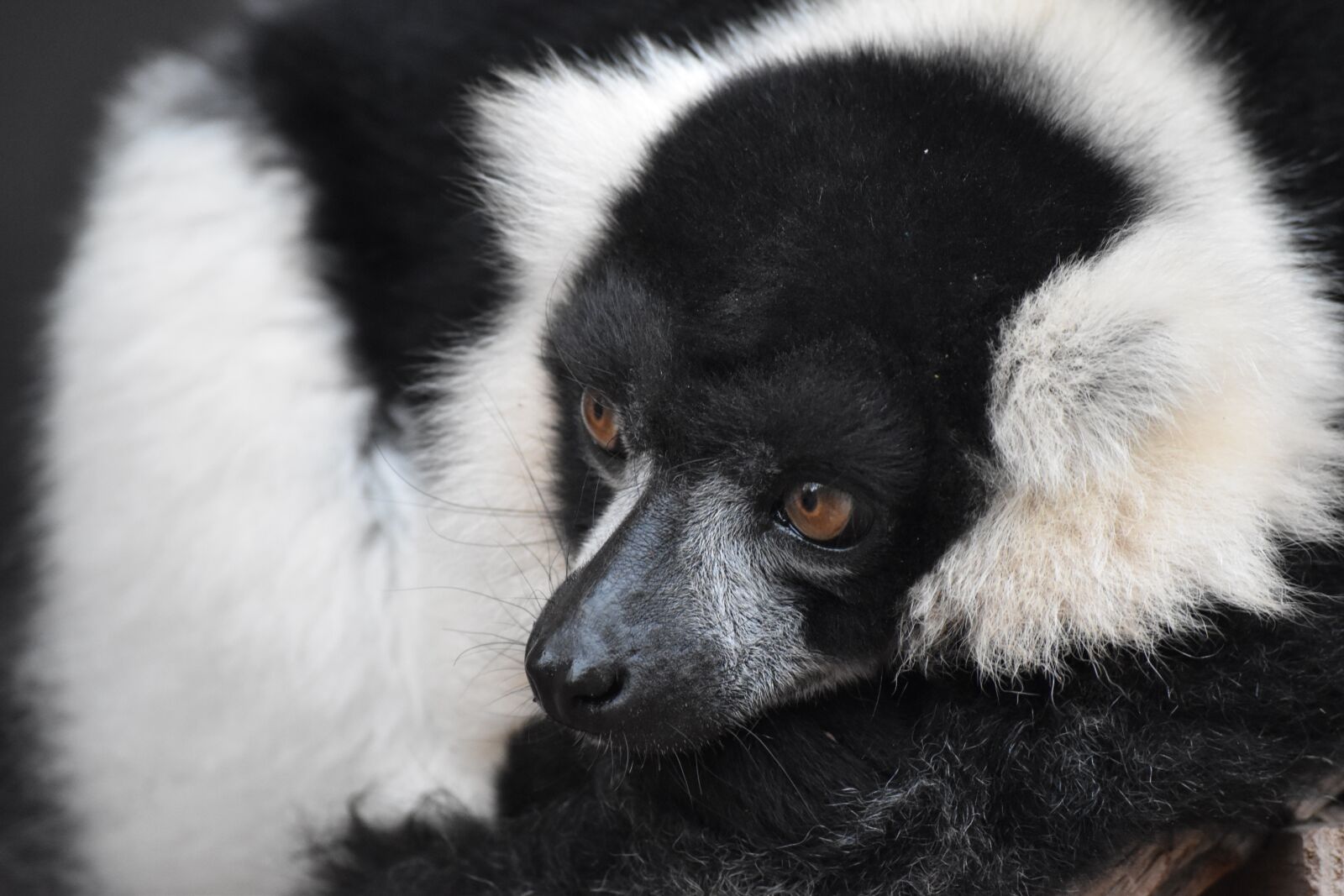 Nikon D5500 sample photo. Monkey, lemur, primates photography