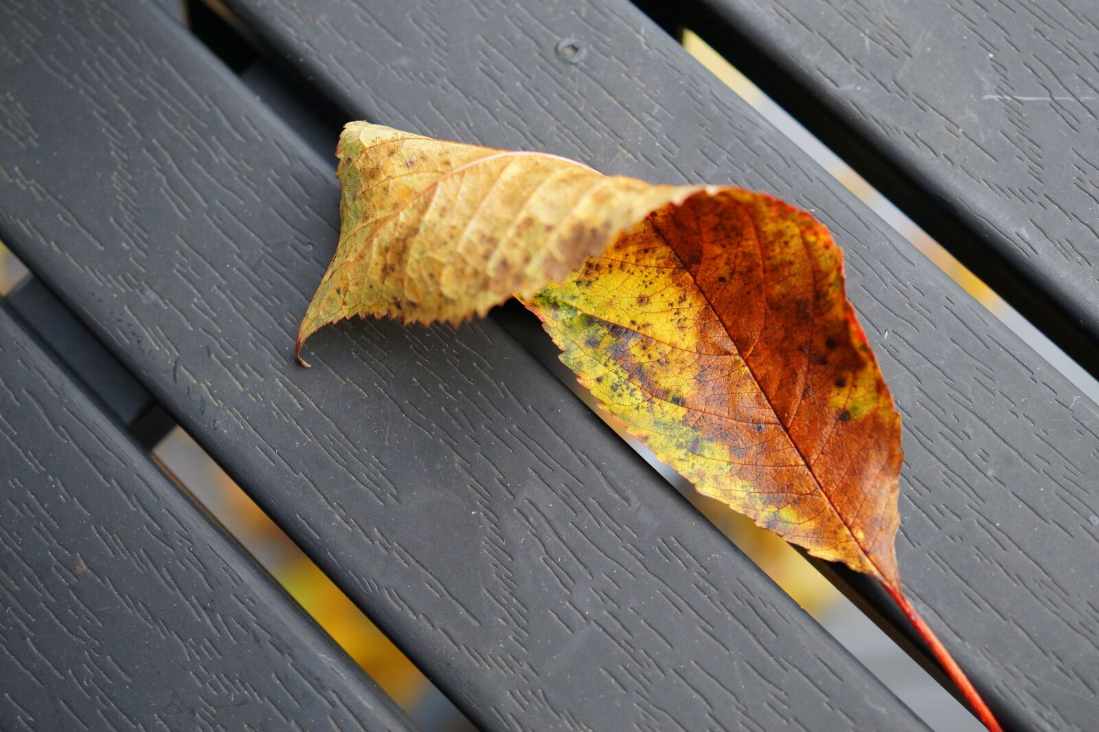 Sony DT 30mm F2.8 Macro SAM sample photo. Leaf, leaves, autumn photography
