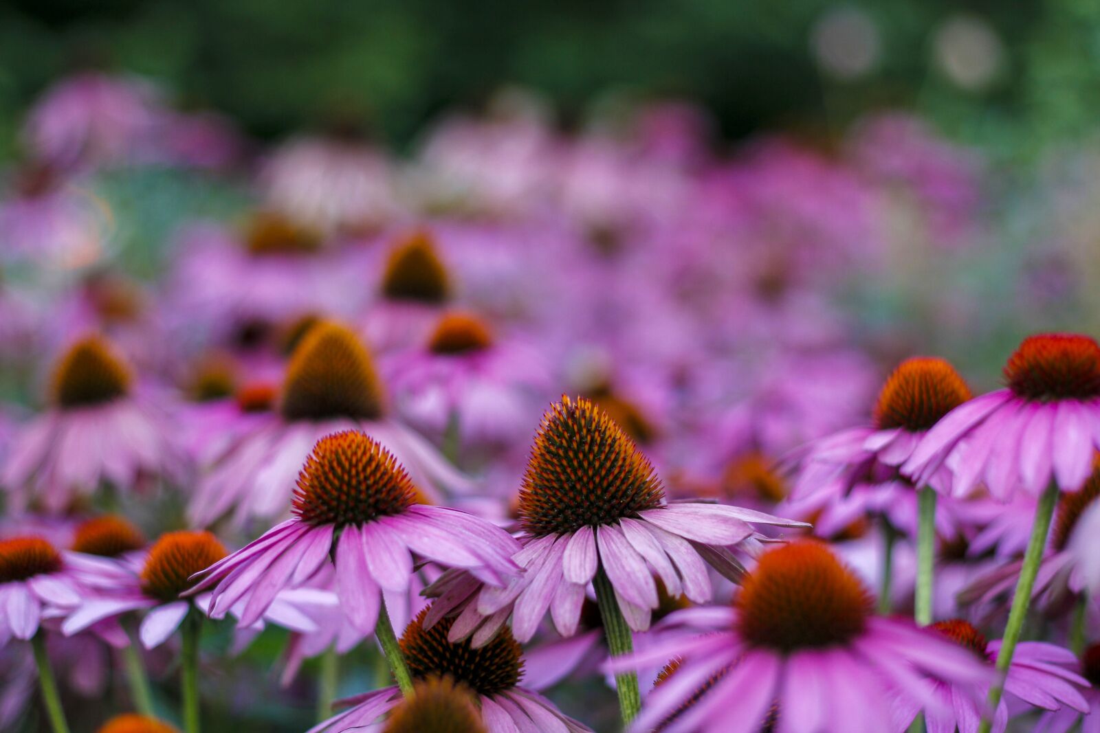 Canon EOS 60D + Canon EF 50mm F1.8 II sample photo. Germany, bokeh, nature photography