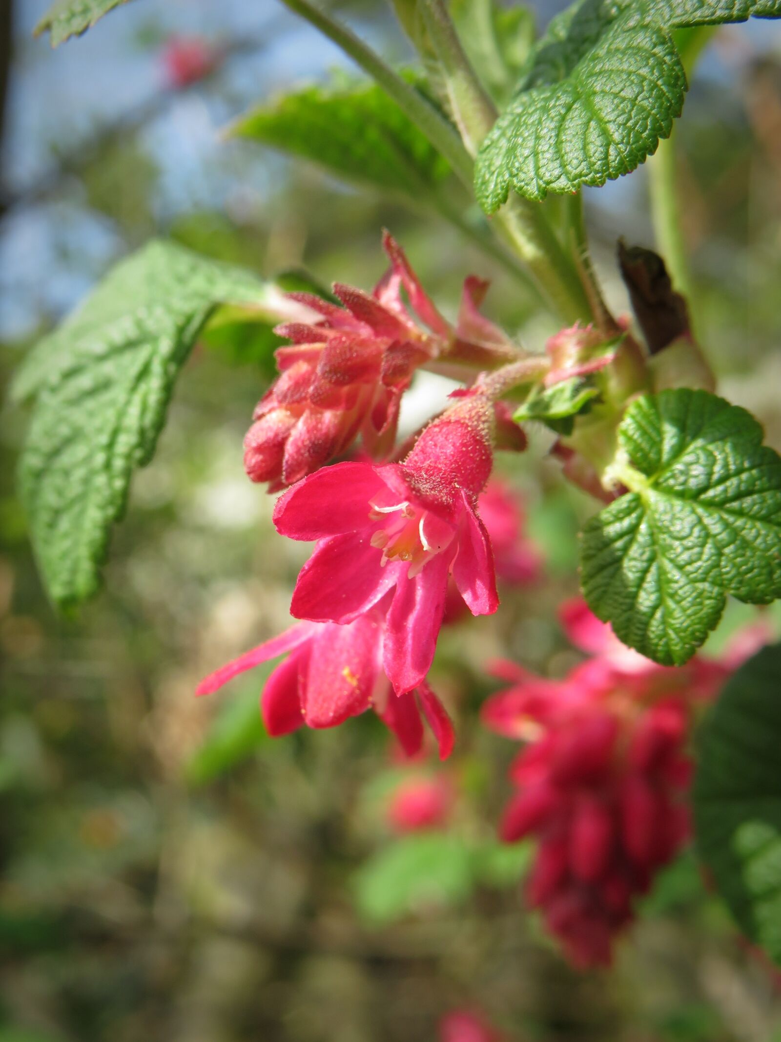 Canon PowerShot SX540 HS sample photo. Corpuscle, blossom, bloom photography
