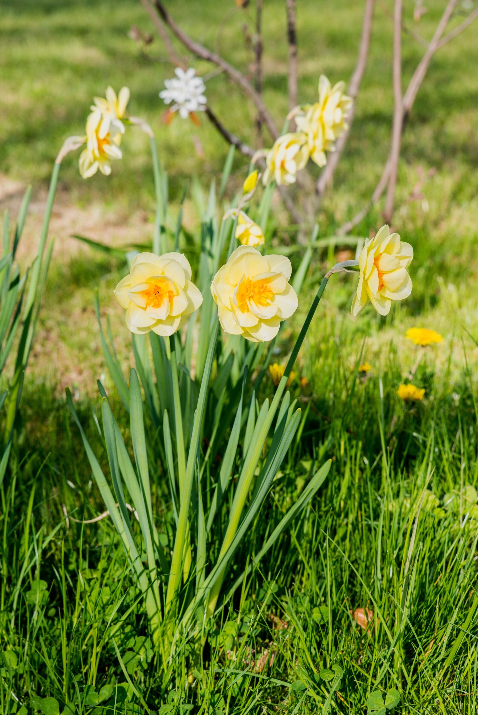 Tamron SP 24-70mm F2.8 Di VC USD sample photo. Daffodils, flowers, narcissus photography