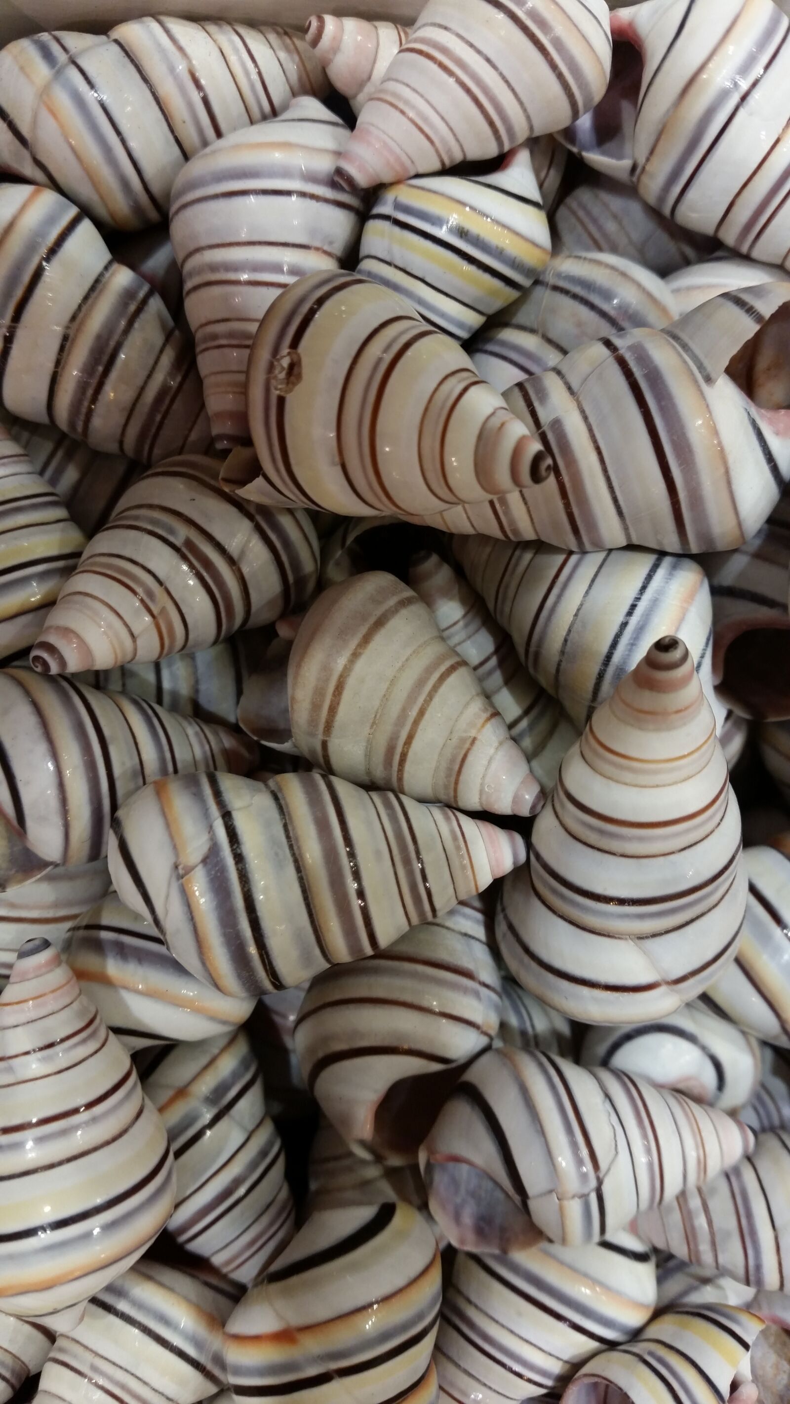 Samsung Galaxy S5 sample photo. Mussels, sea animals, sea photography