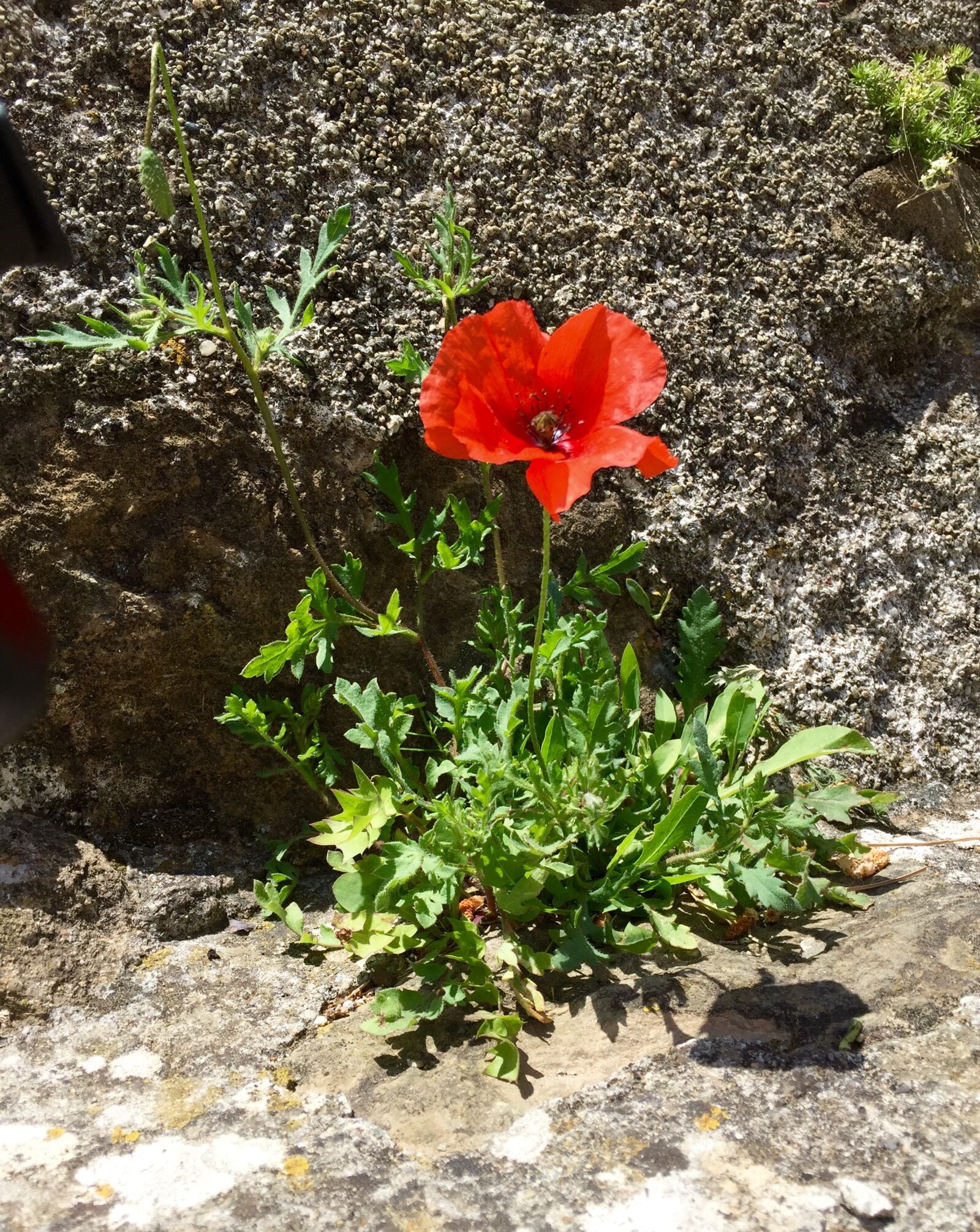 Apple iPhone 6 sample photo. Poppy, flower, red photography