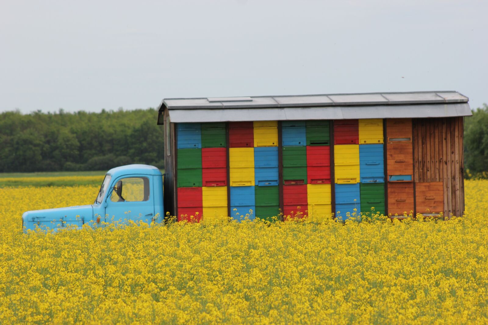 Canon EOS 550D (EOS Rebel T2i / EOS Kiss X4) sample photo. Bees pasture, beehive, honey photography