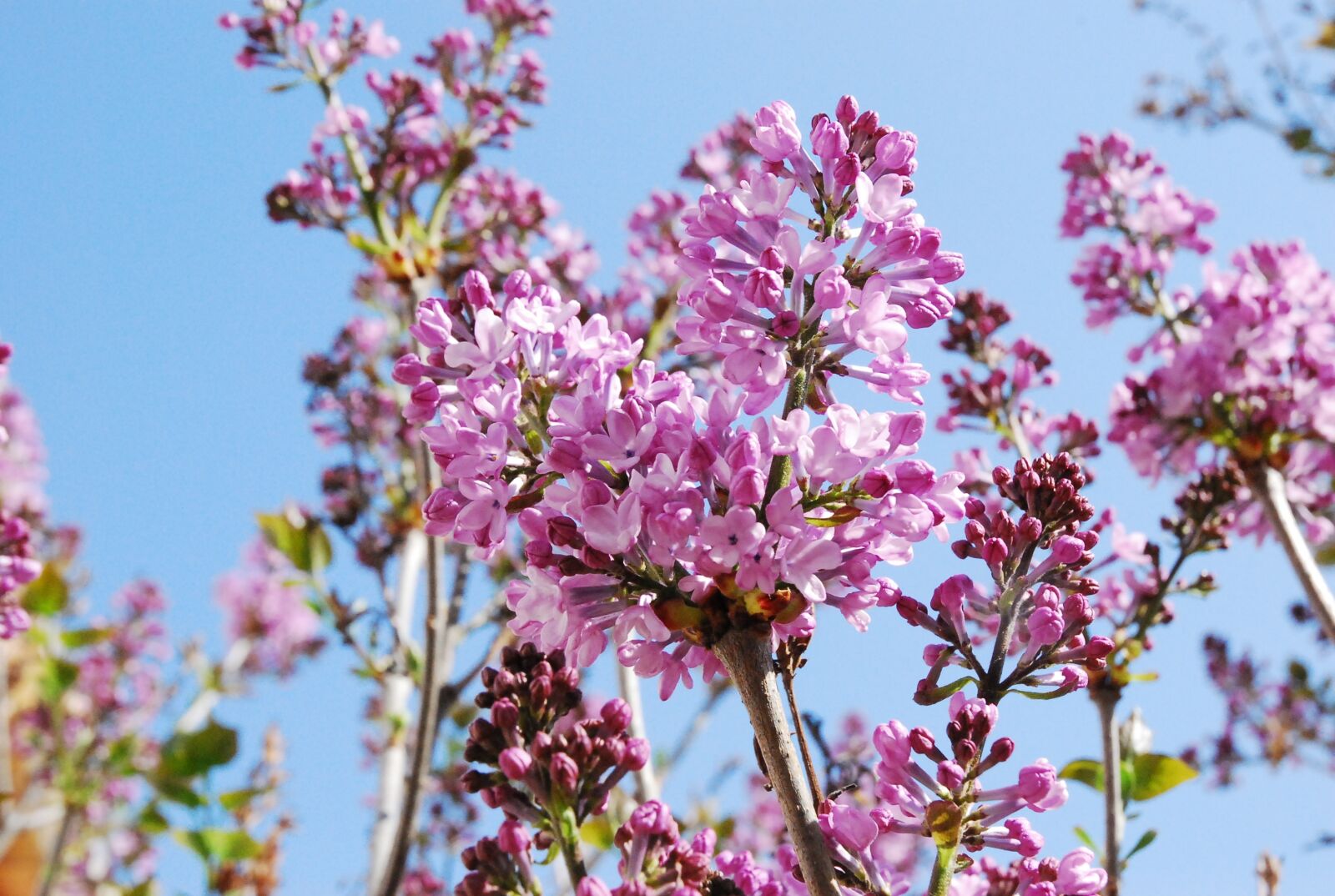 Nikon D80 sample photo. Flowers, sky, pink photography