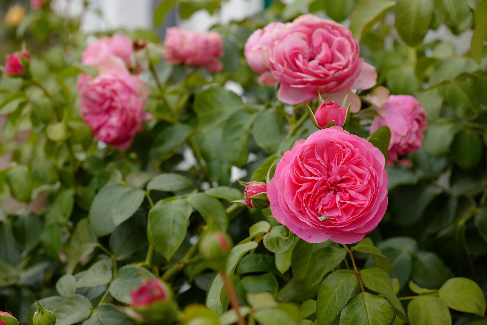 Leica CL + Vario-Elmar TL 1:3.5-5.6 / 18-56 ASPH. sample photo. Roses, blossom, bloom photography