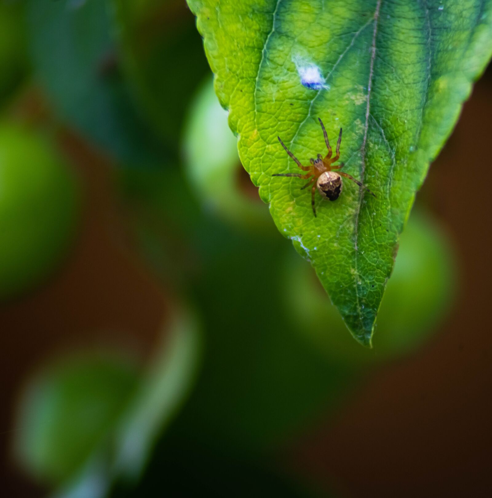 Nikon D850 sample photo. Isolated on white, poisonous photography
