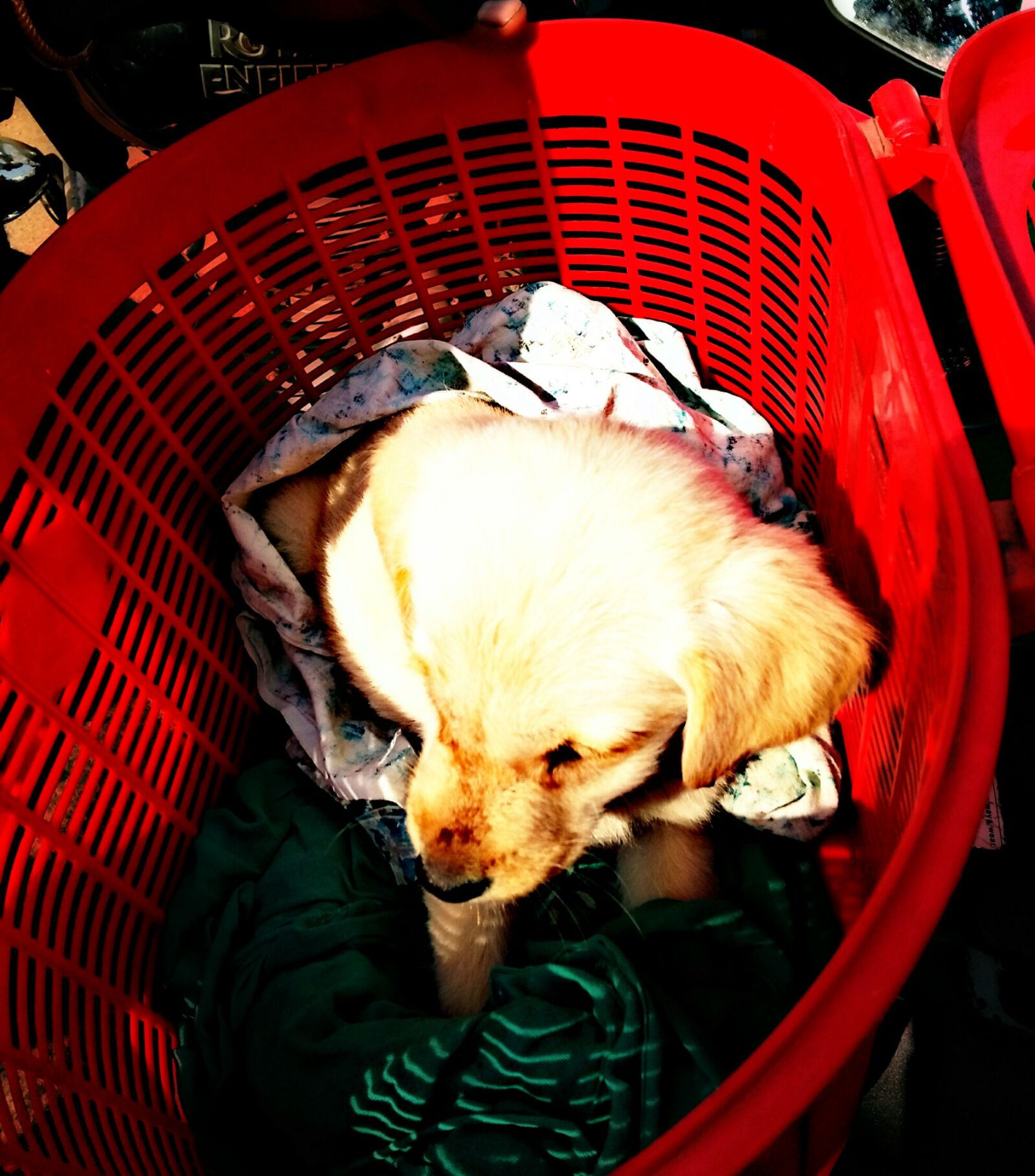 OPPO A37fw-International sample photo. Cute, animals, puppy photography