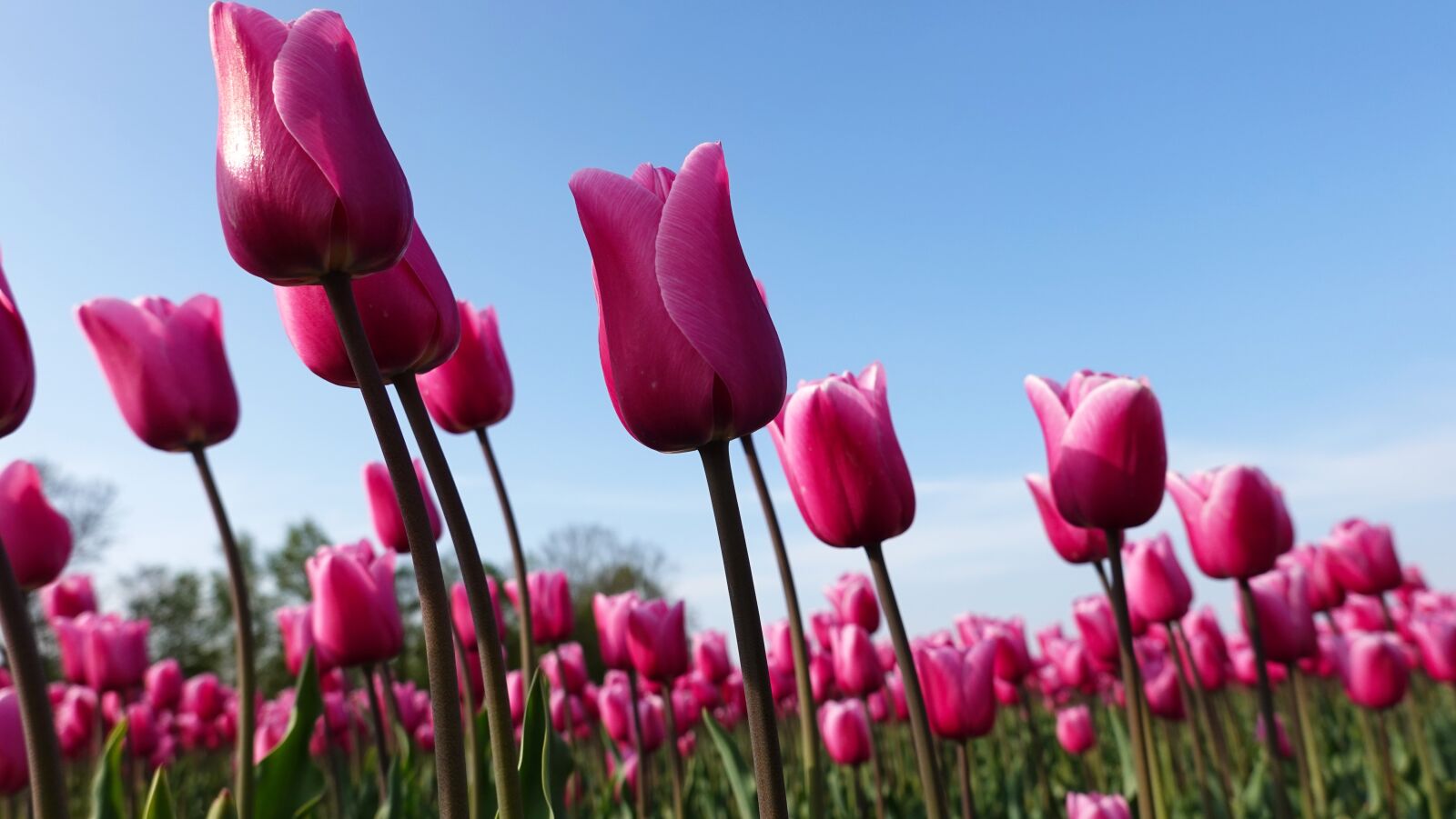 Sony Cyber-shot DSC-RX100 VI sample photo. Tulips, pink, tulip fields photography