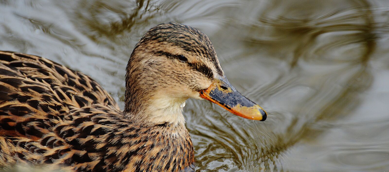 Nikon D3200 sample photo. Ducks, water bird, poultry photography