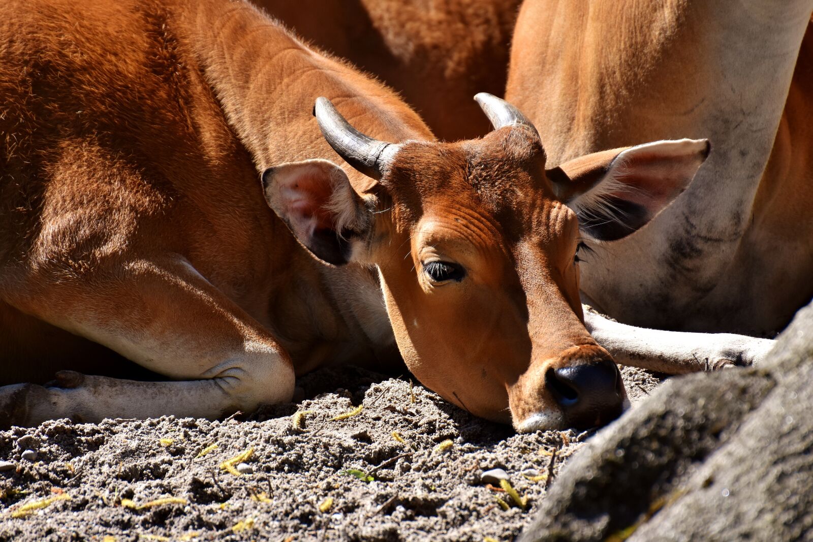 Nikon D7200 sample photo. Banteng, beef, bos javanicus photography