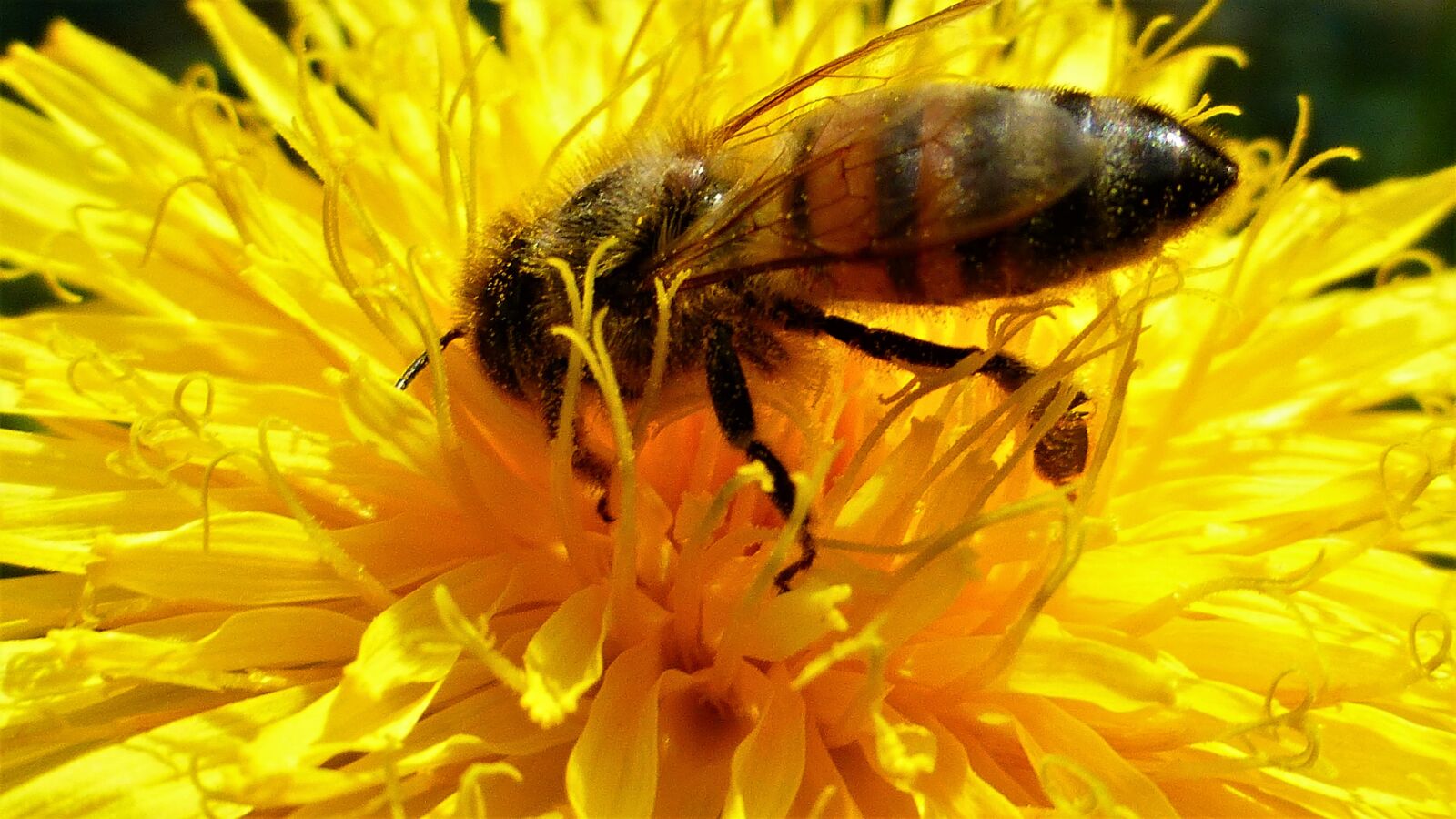 Panasonic Lumix DMC-ZS25 (Lumix DMC-TZ35) sample photo. Insect, nature, bee photography