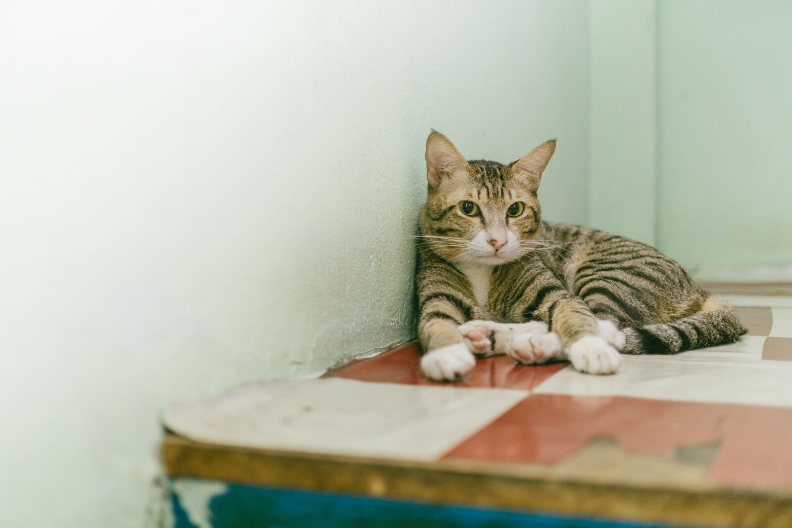 Sony a6000 + E 32mm F1.8 sample photo. Adult, brown, tabby, cat photography