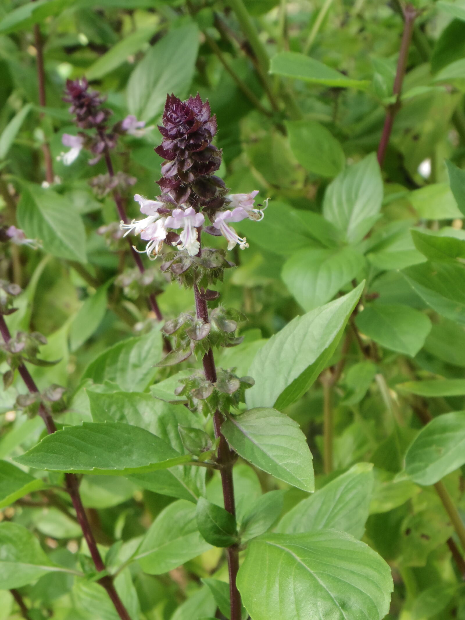 Pentax 02 Standard Zoom sample photo. Basil, basil, bloom, and photography