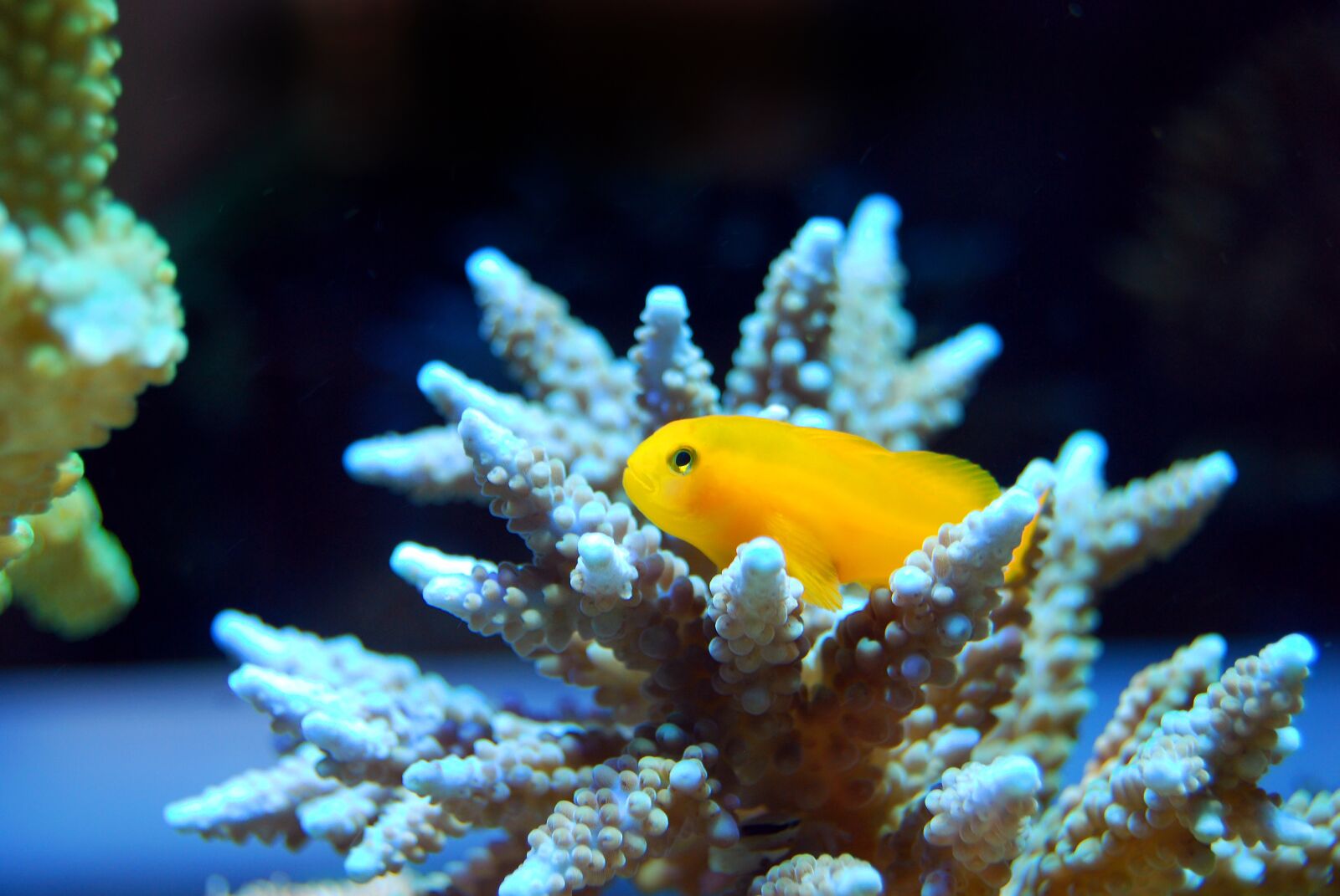 Nikon D40X sample photo. Fish, reef, coral photography