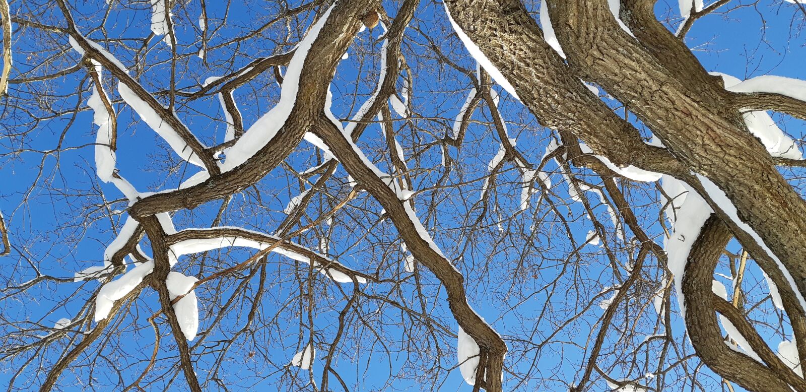 Samsung Galaxy A8(2018) sample photo. Tree branches, snow on photography