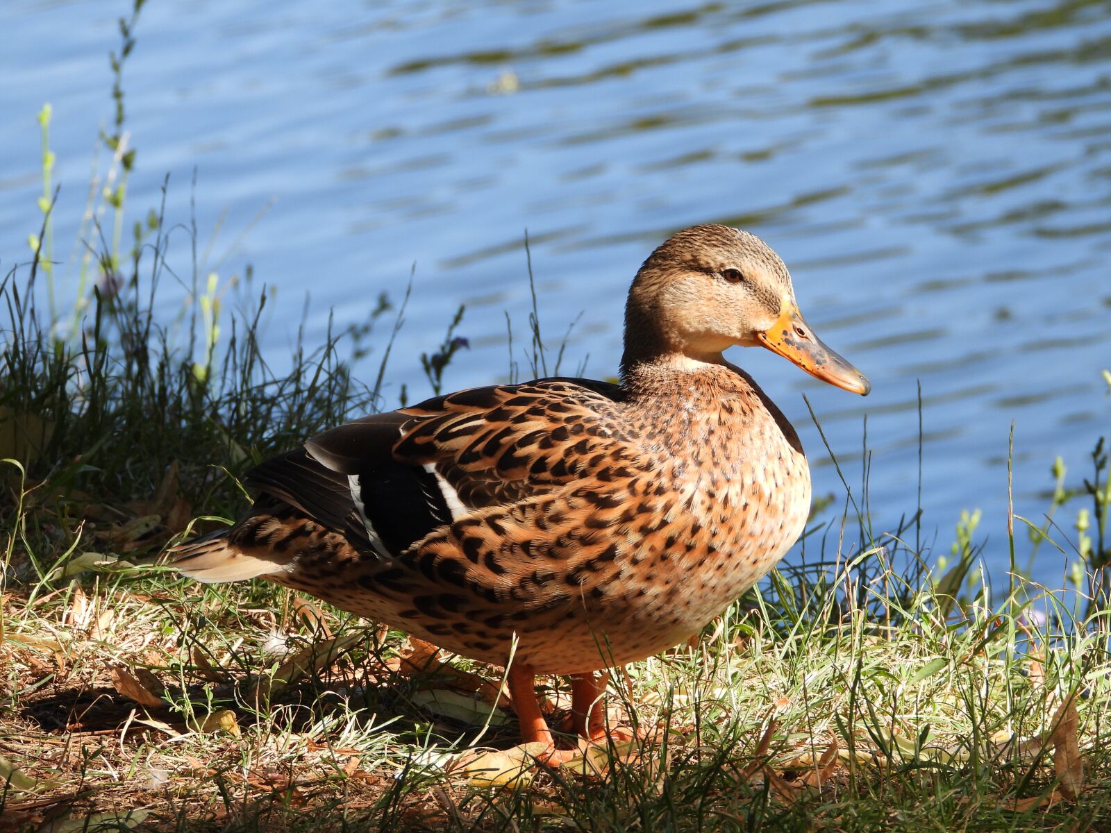 Nikon Coolpix P1000 sample photo. Duck, pond, park photography
