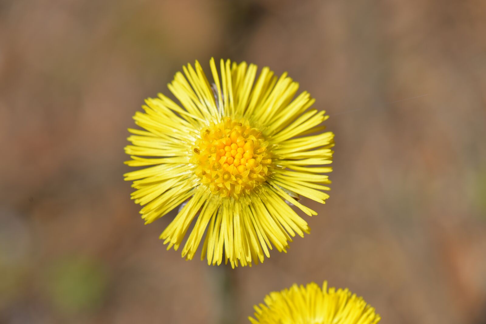 Nikon D610 sample photo. Tussilago farfara, yellow, plant photography