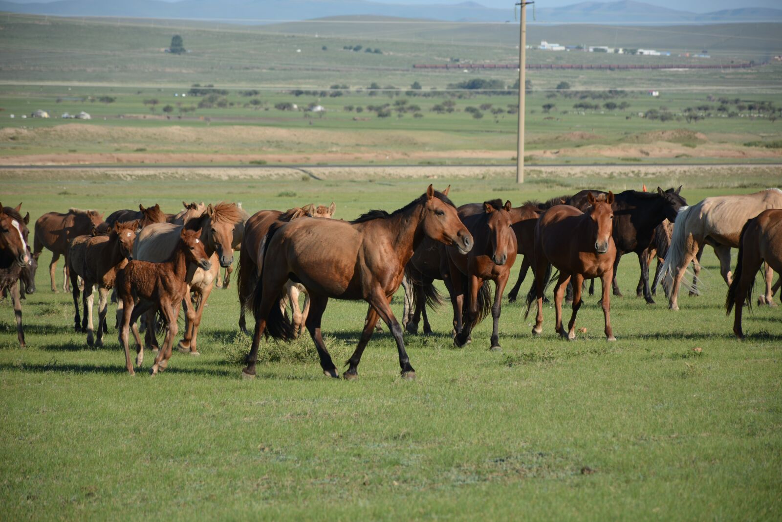 Nikon D7100 sample photo. Animal, livestock, horses photography