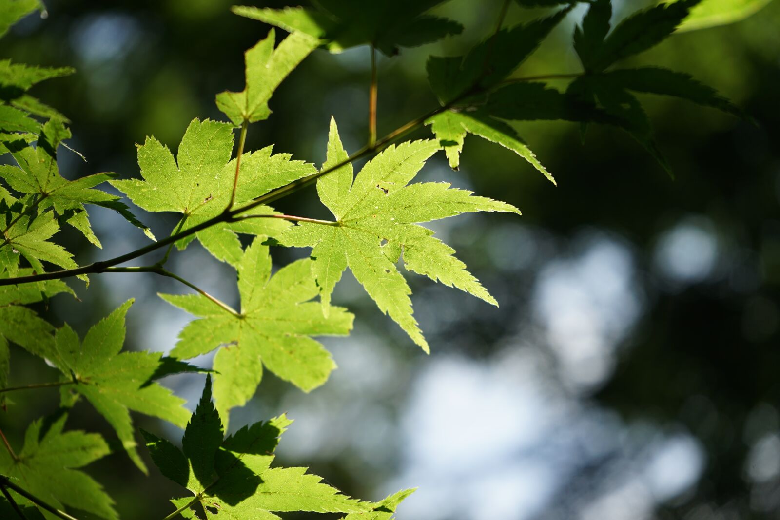Sony a7 II + Sony FE 28-70mm F3.5-5.6 OSS sample photo. Autumn leaves, wood, leaves photography