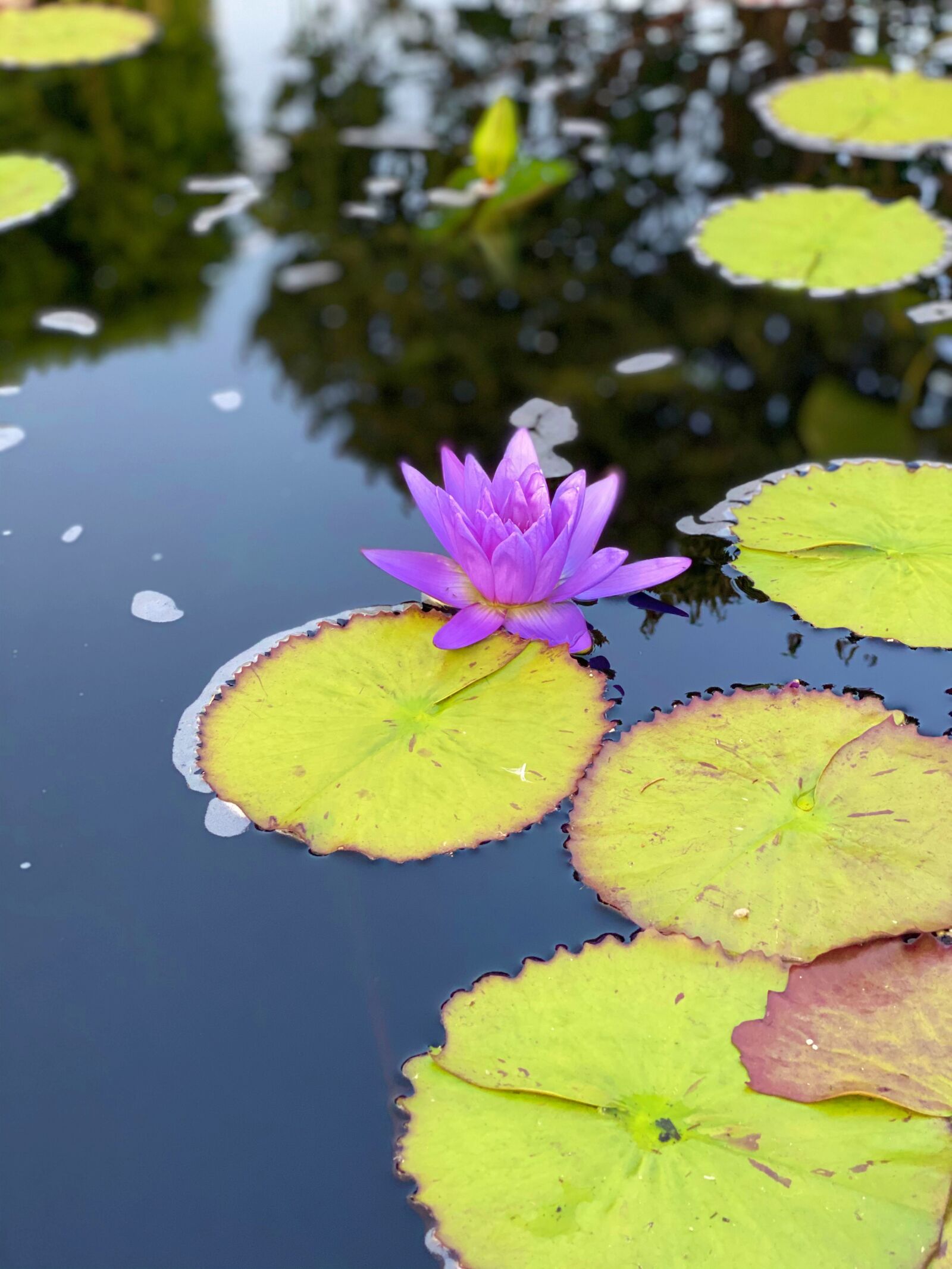 iPhone 11 Pro back dual camera 6mm f/2 sample photo. Purple, lotus, nature photography