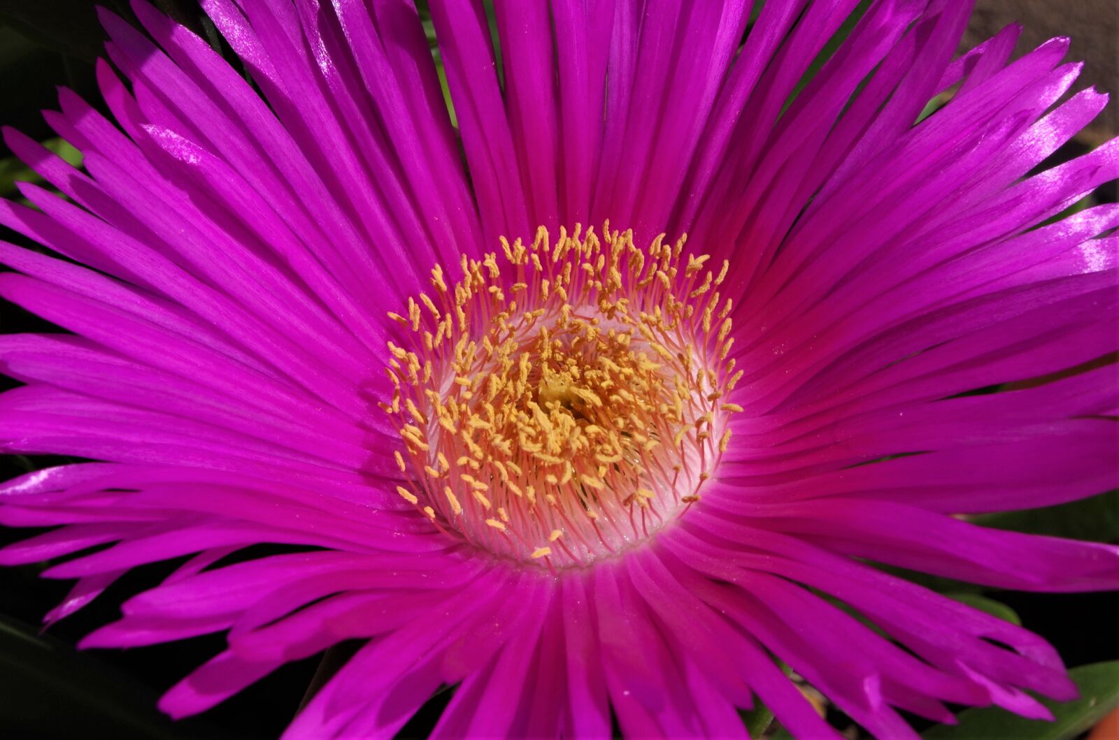 Pentax K-50 sample photo. Flower, spring, macro photography
