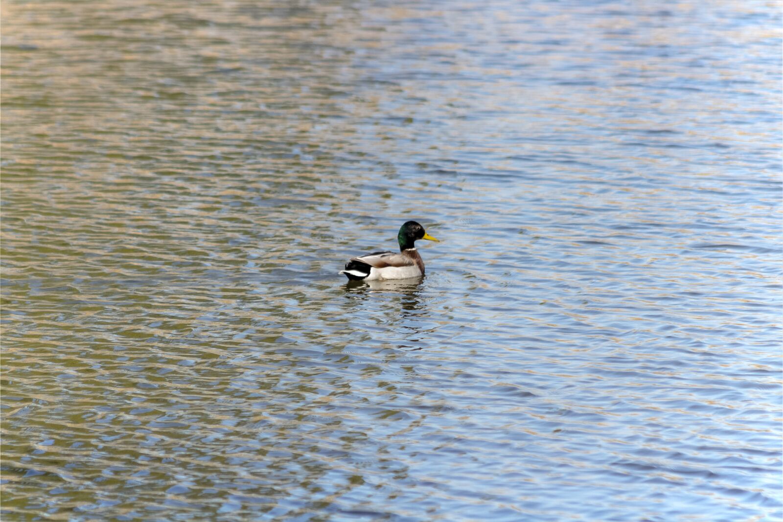 Canon EF75-300mm f/4-5.6 sample photo. Wild ducks, teal, duck photography