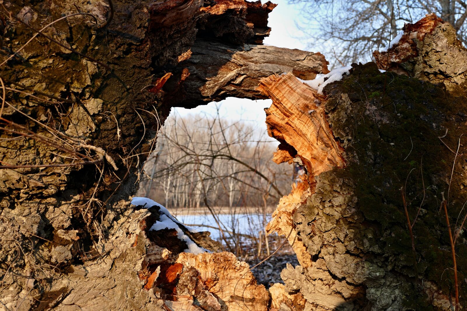 Panasonic Lumix DMC-FZ1000 sample photo. Forest, nature, winter photography